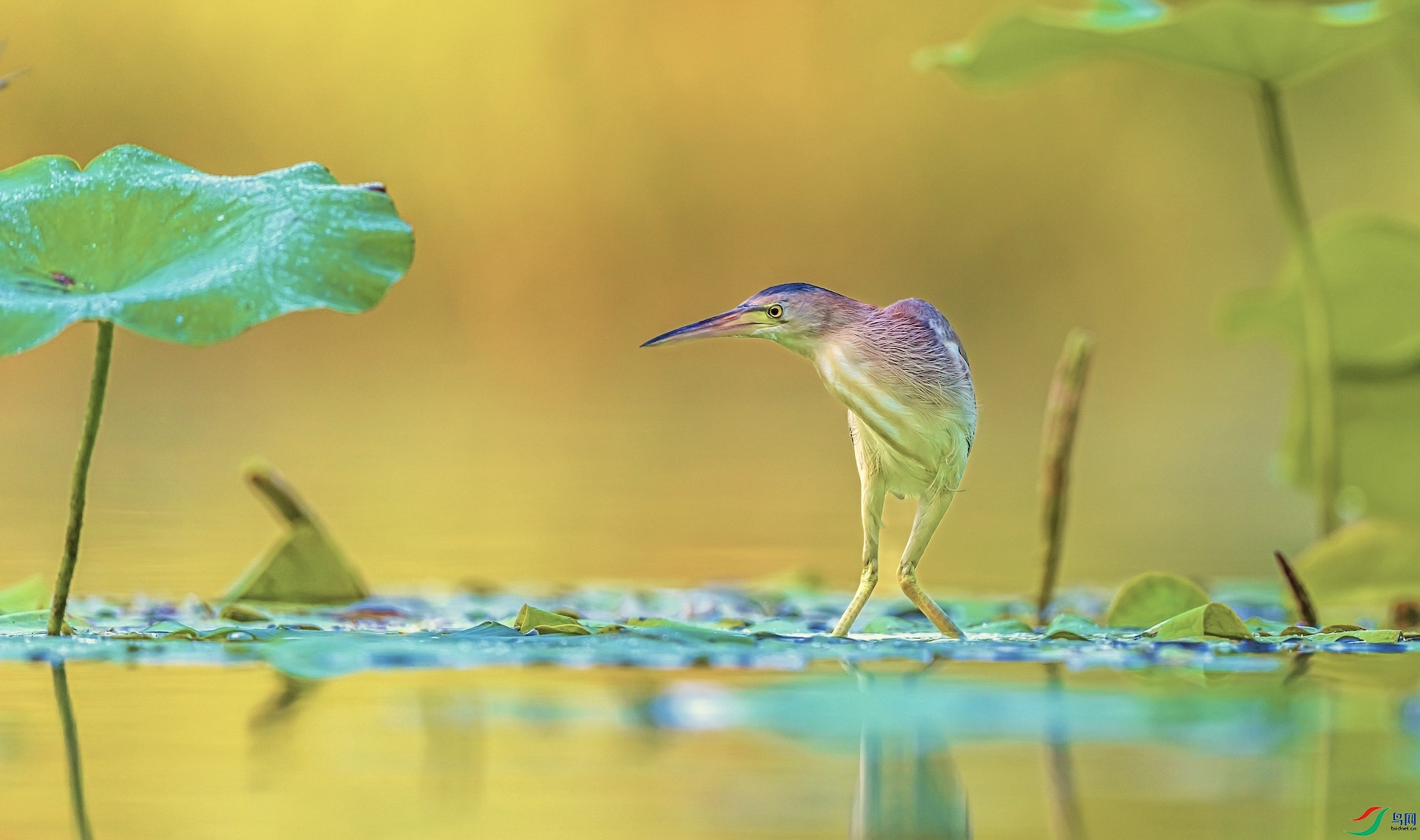 1_XXL8647-1 ����.jpeg