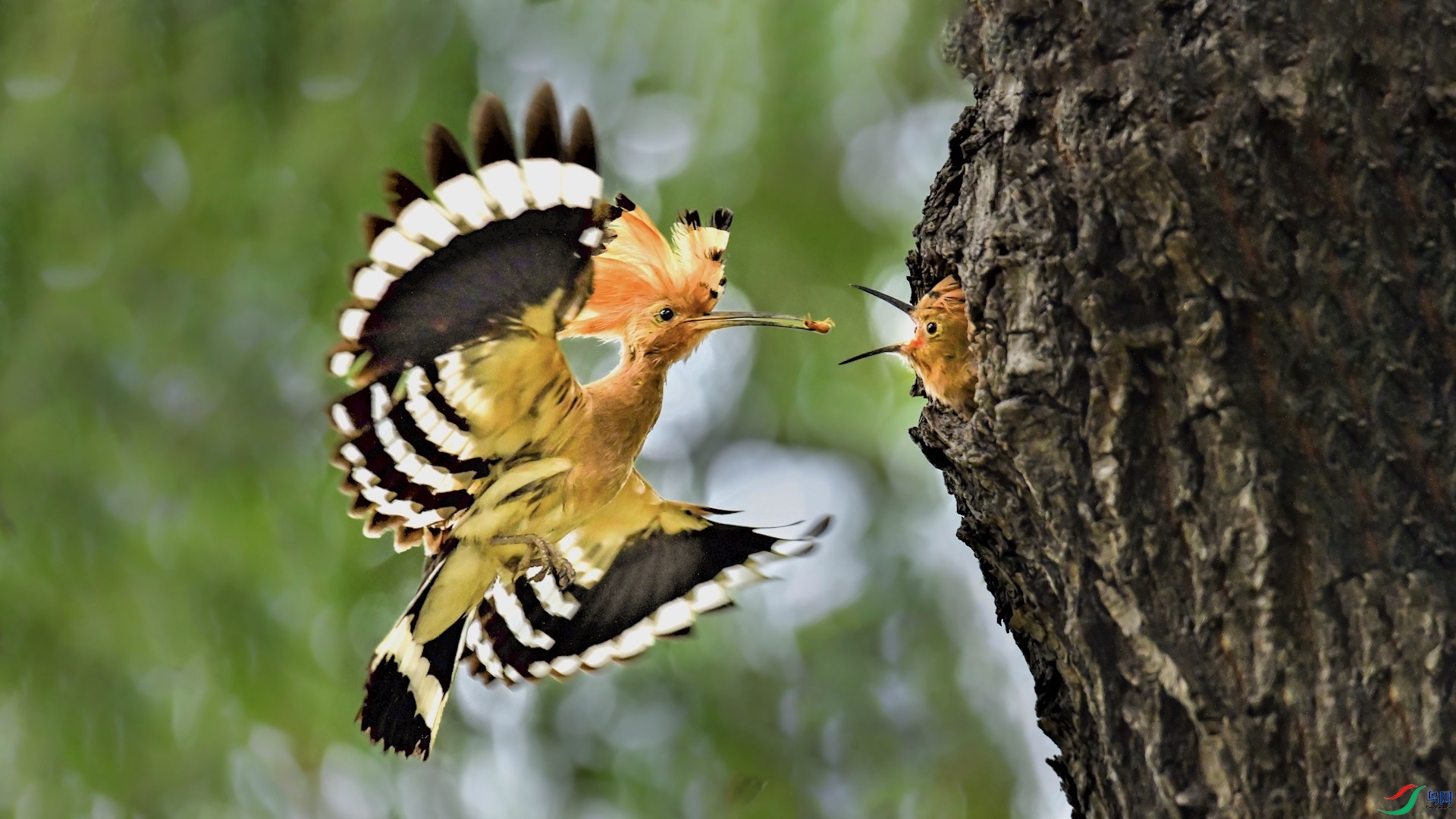 1XXL_6166 (2) ����.jpeg