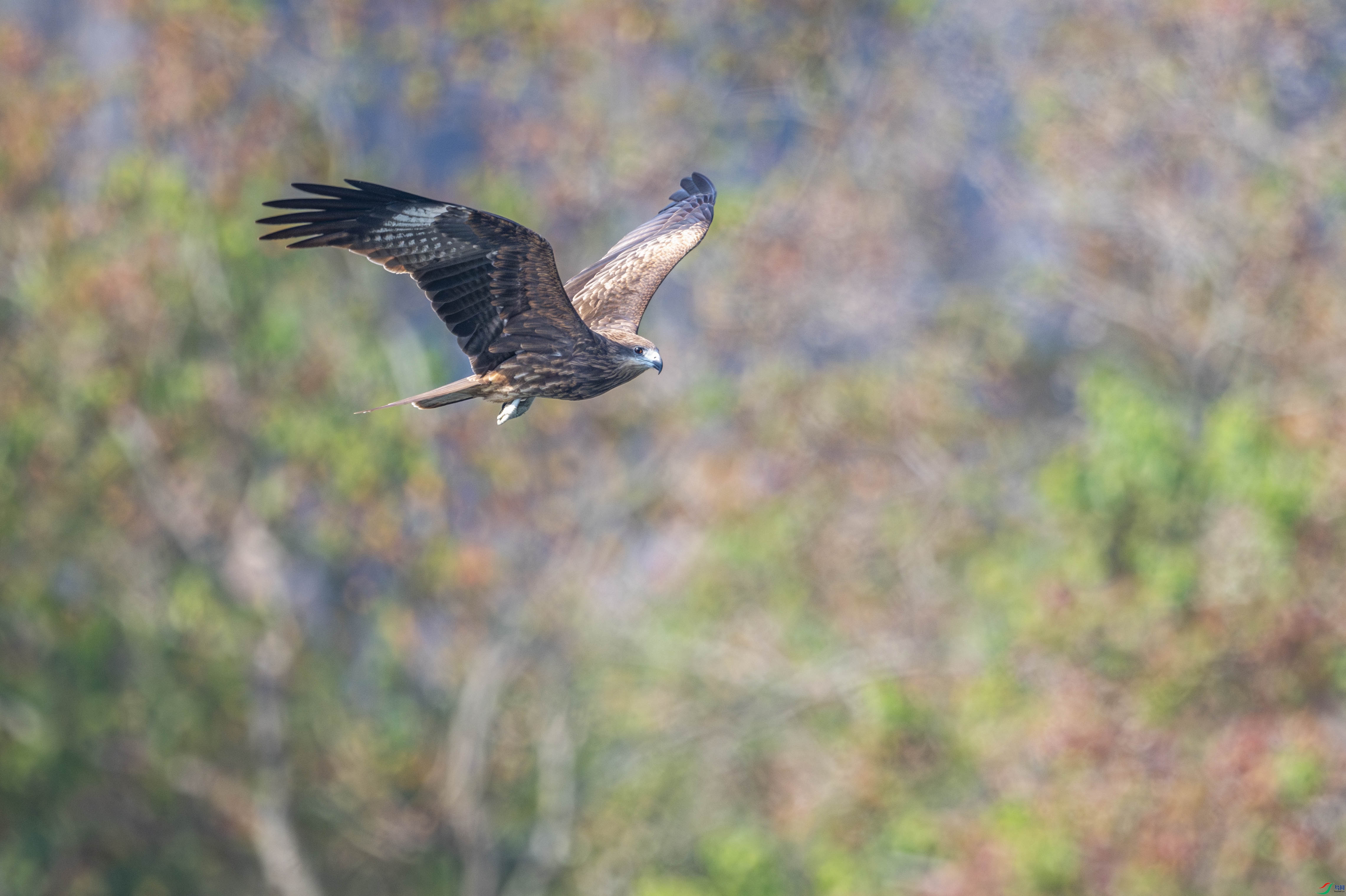 DSC_1098-1.JPG
