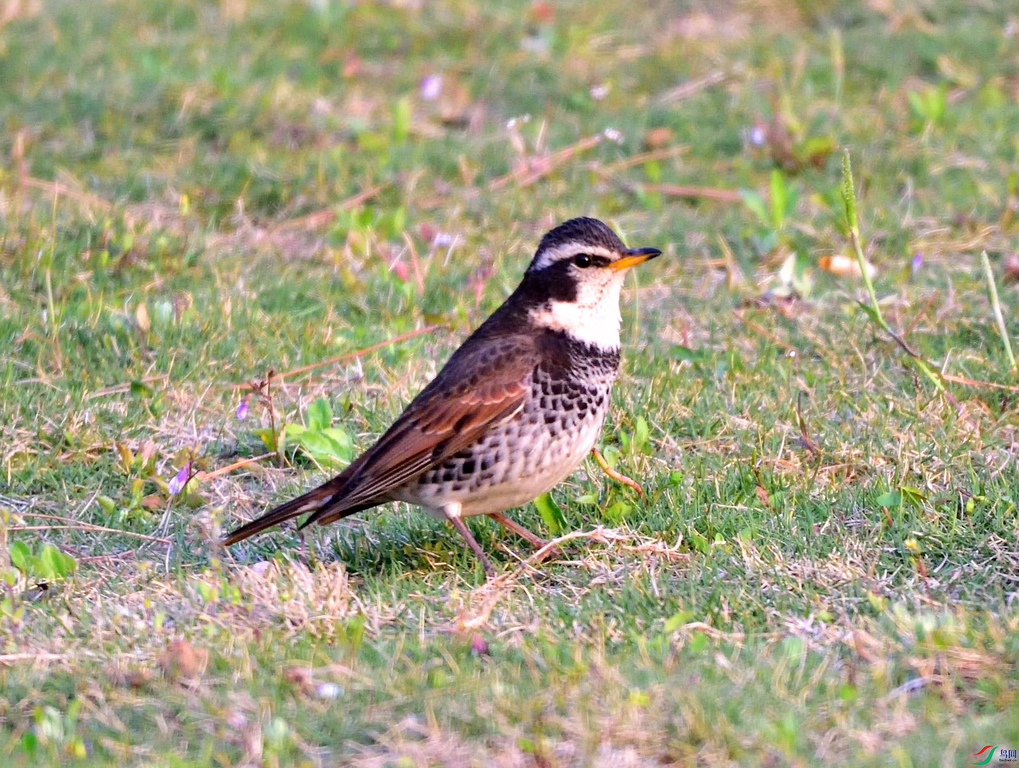 DSC_1332.JPG