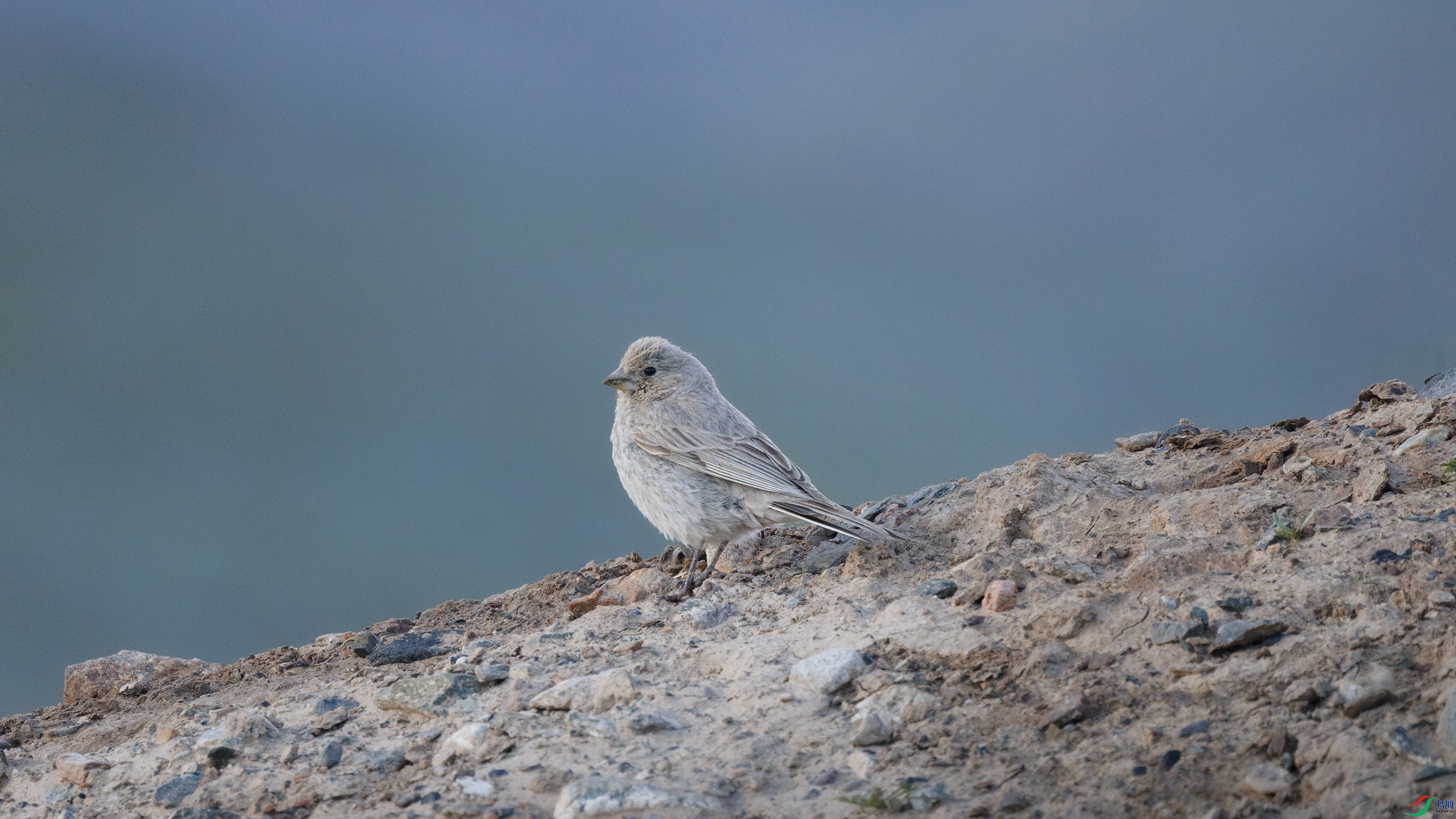 7X5A5313 ����4444.jpg