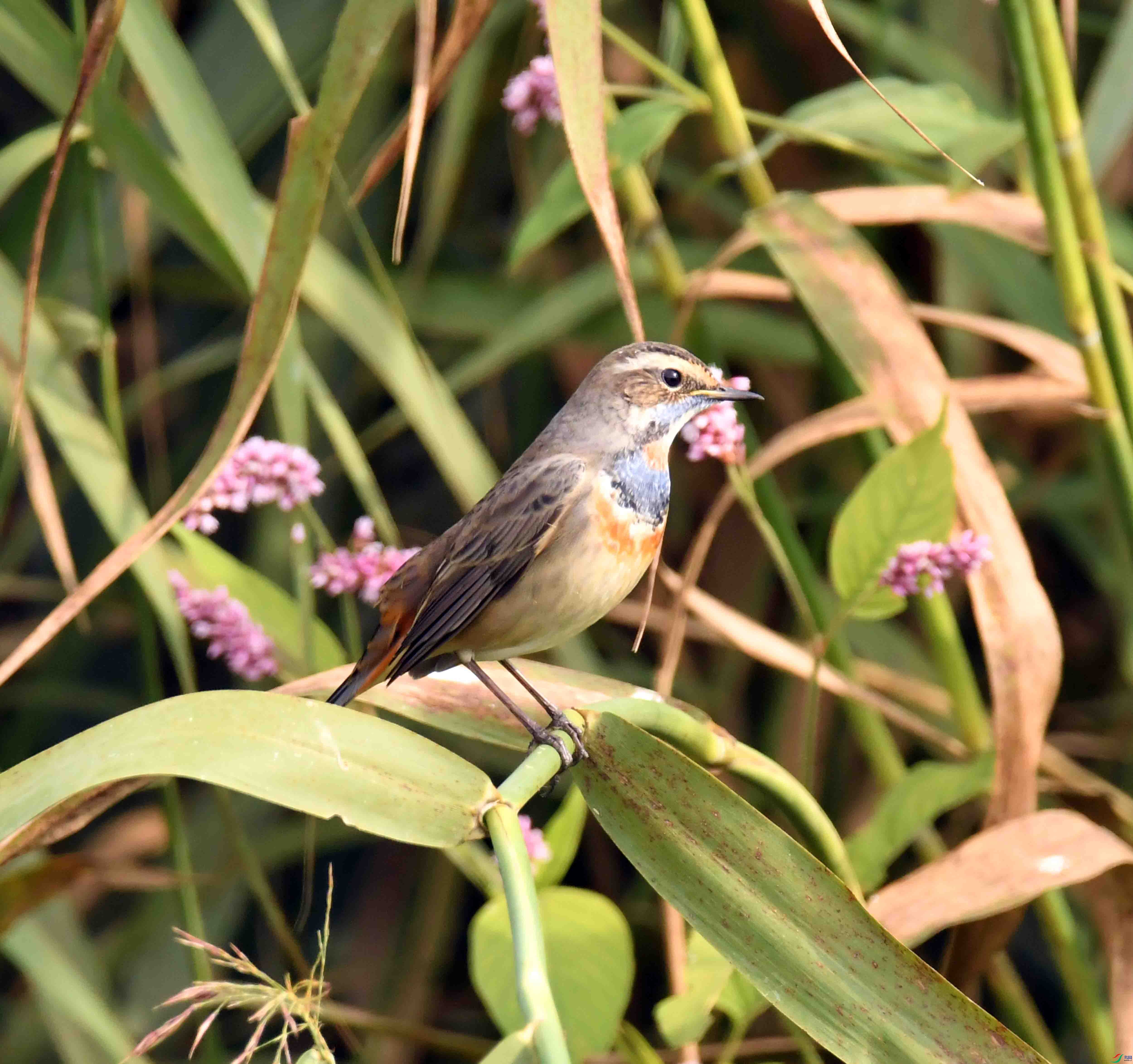 DSC_7397.JPG