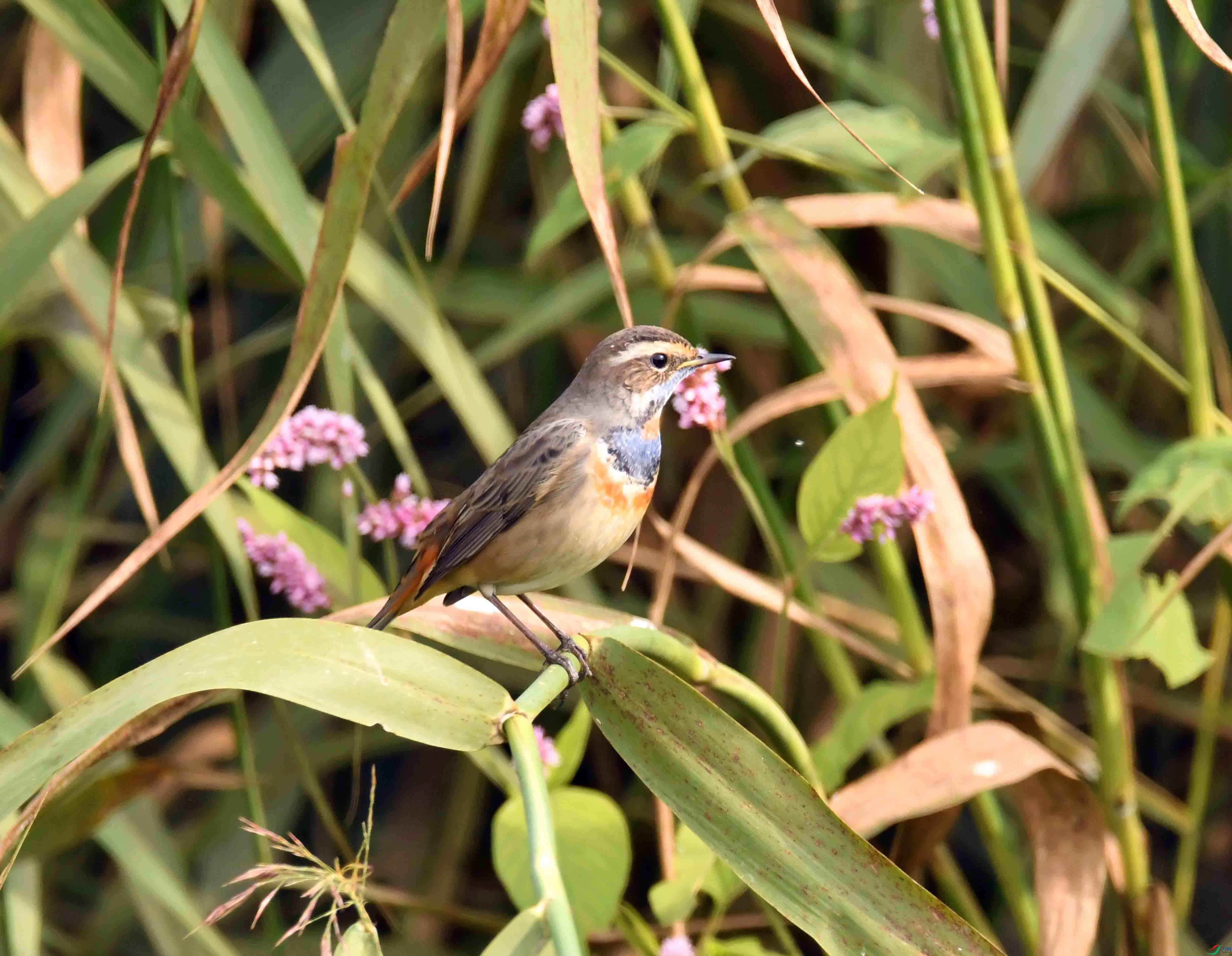 DSC_7395.JPG