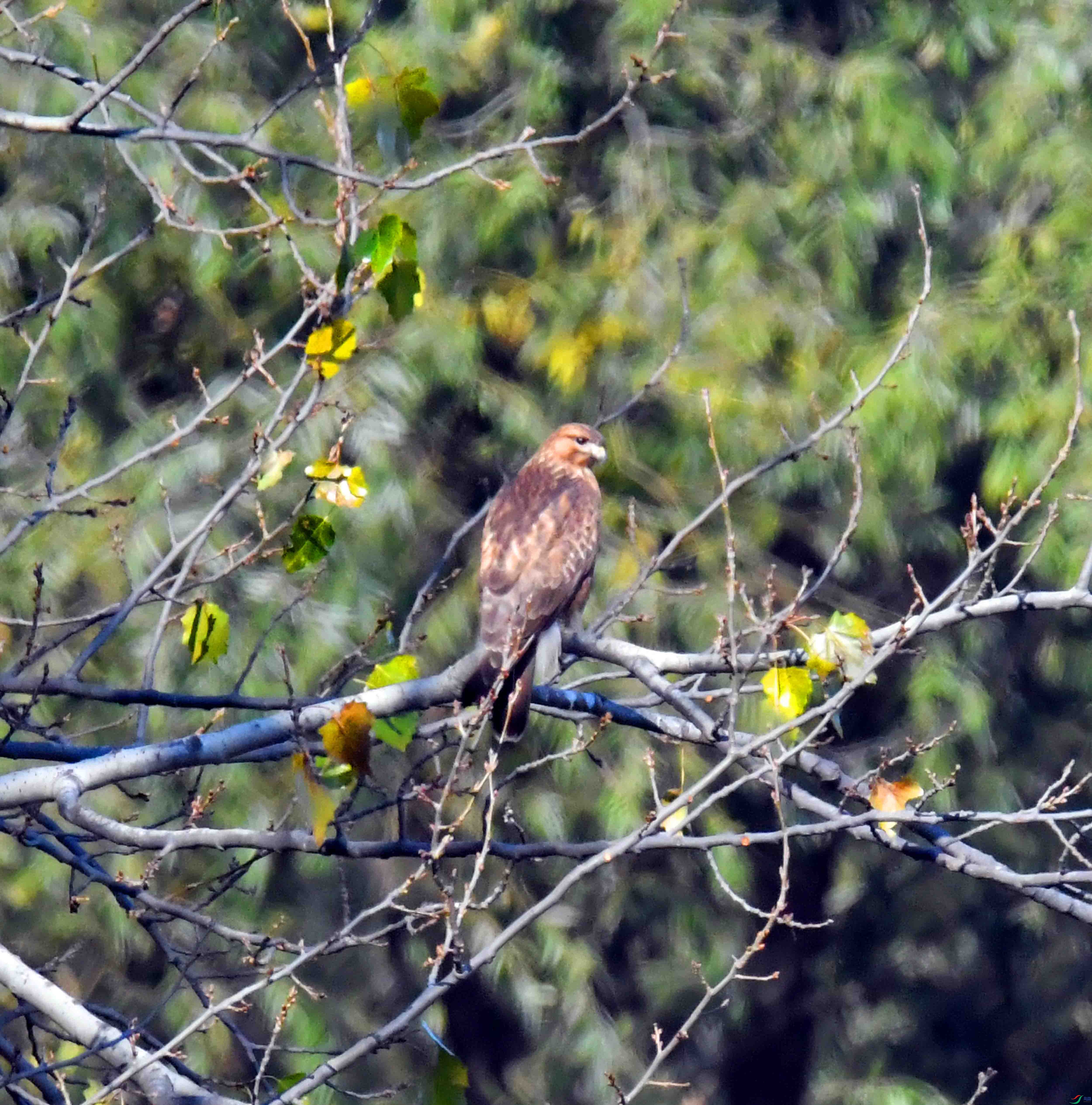 DSC_4444.JPG
