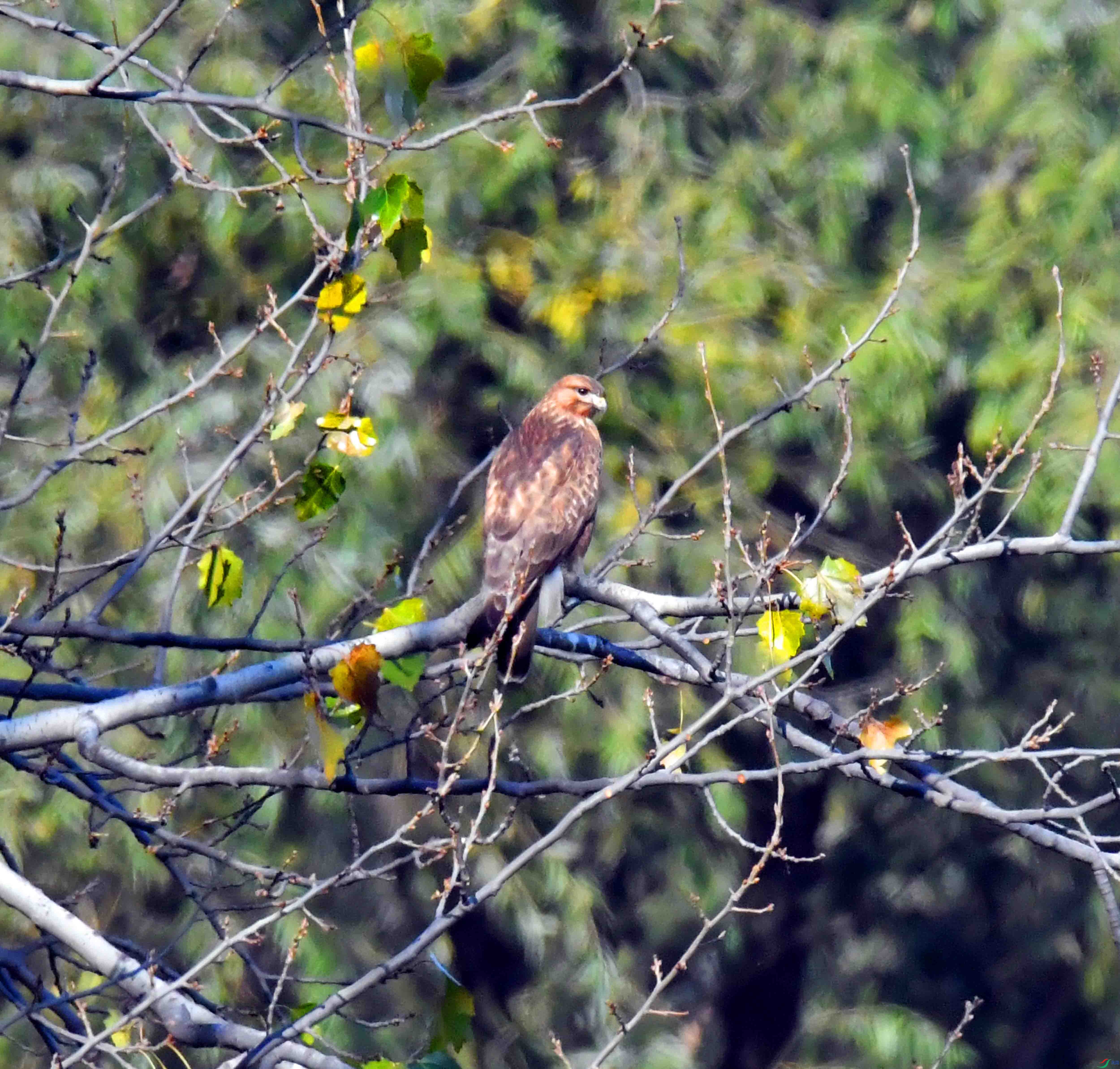 DSC_4446.JPG