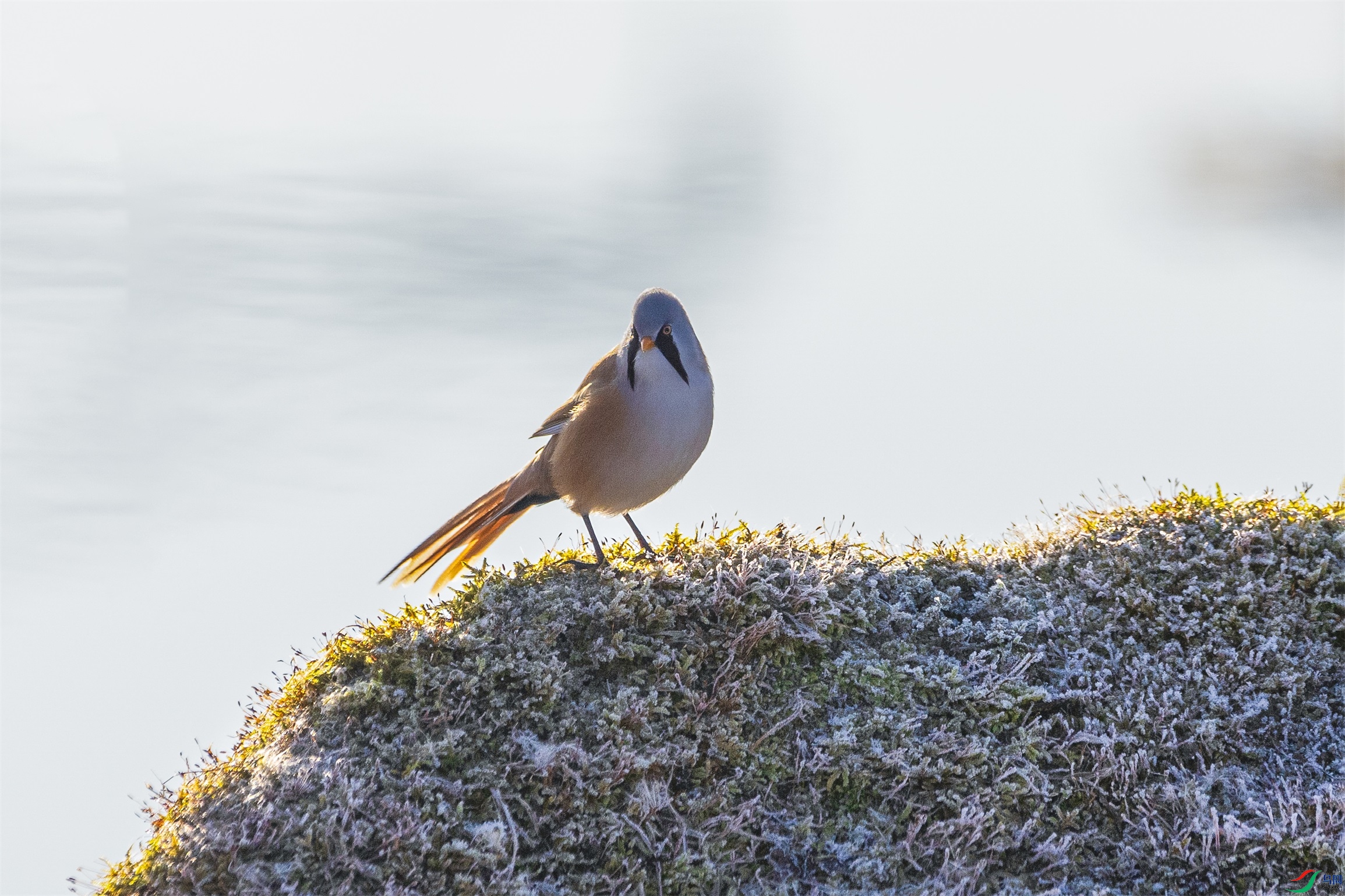 1K3A9240 ����1.jpg