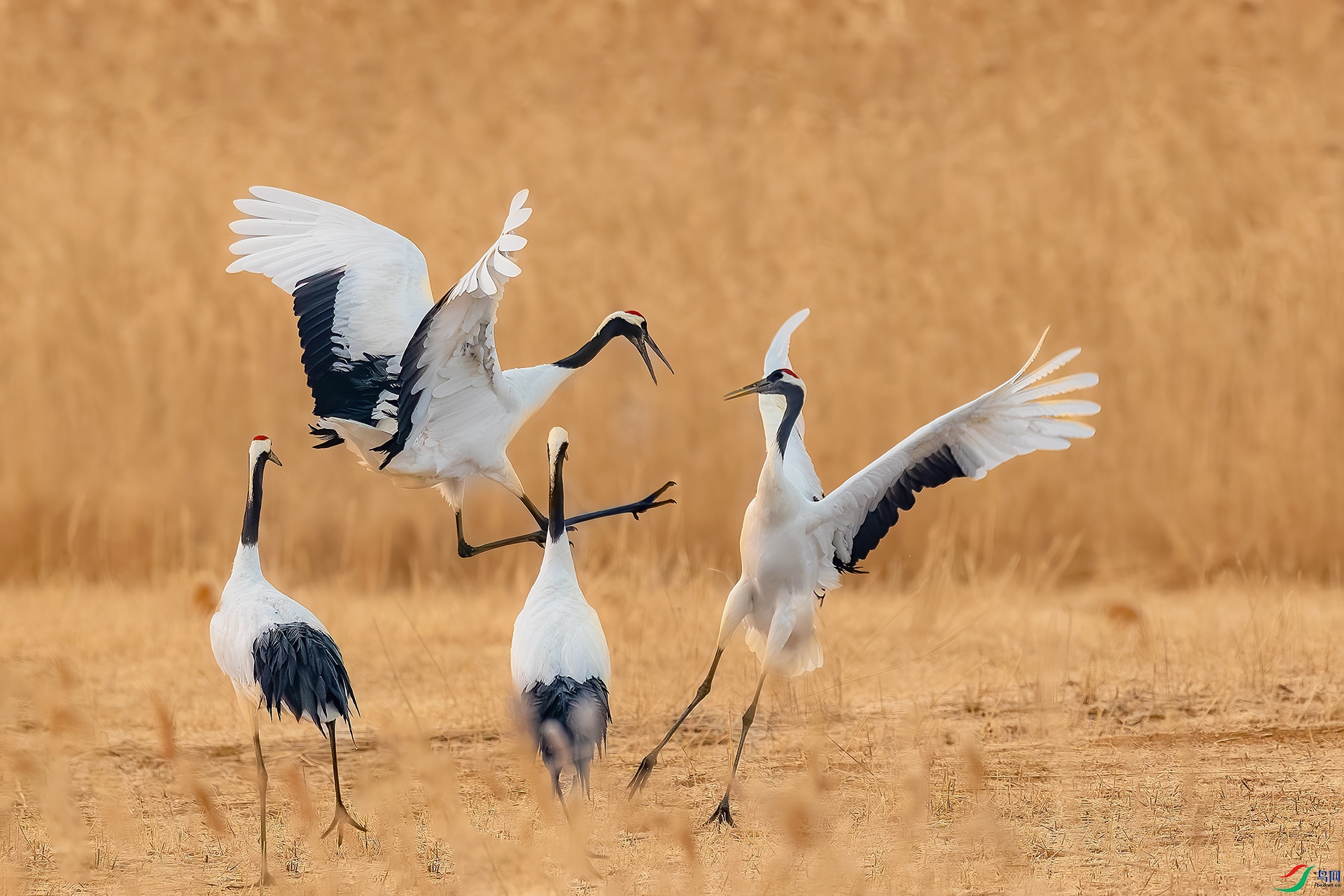 BE5I3953-����ǿ-NR ����С.jpg