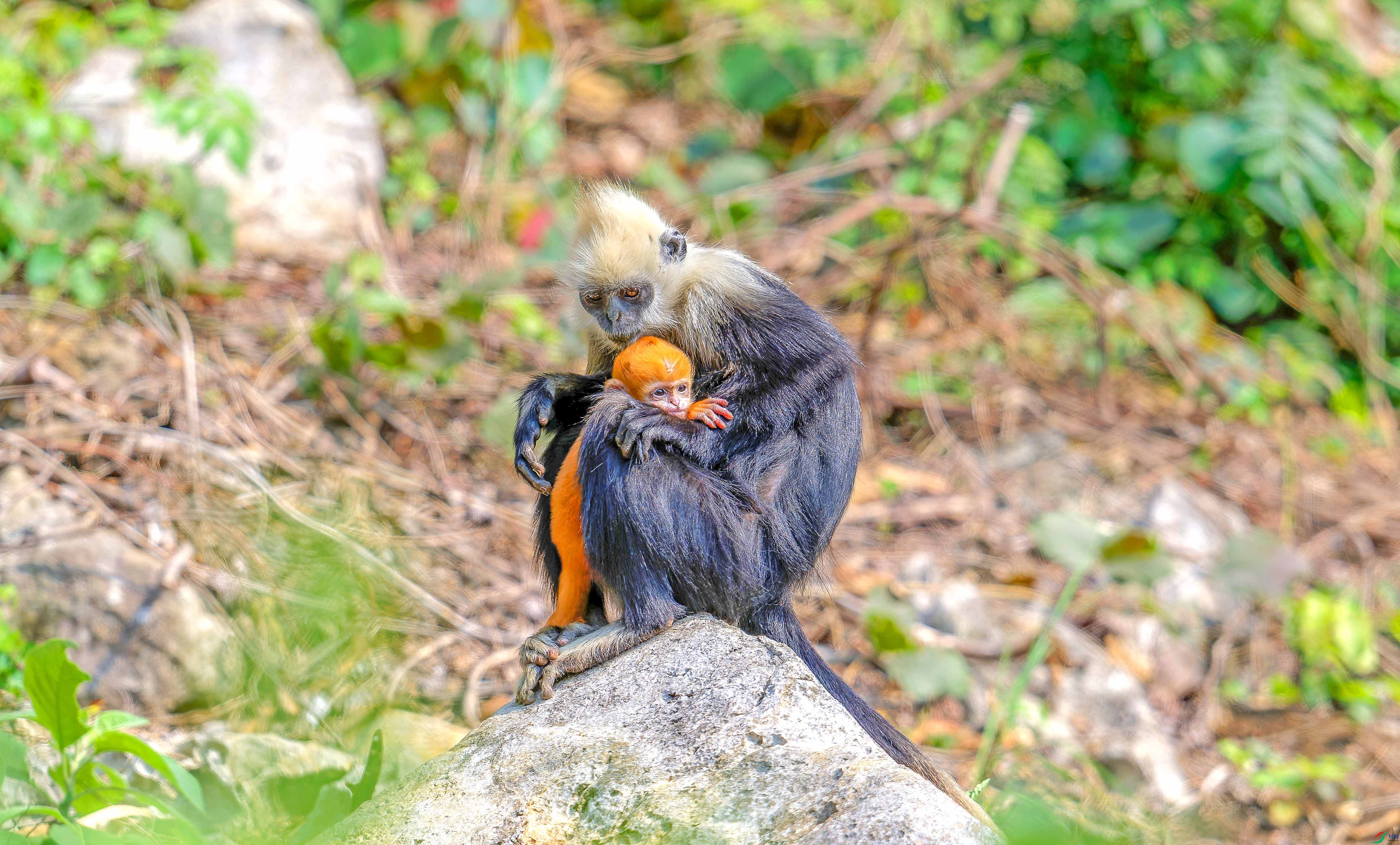 DSC_8225-NEF_DxO_DeepPRIMEXD.jpg