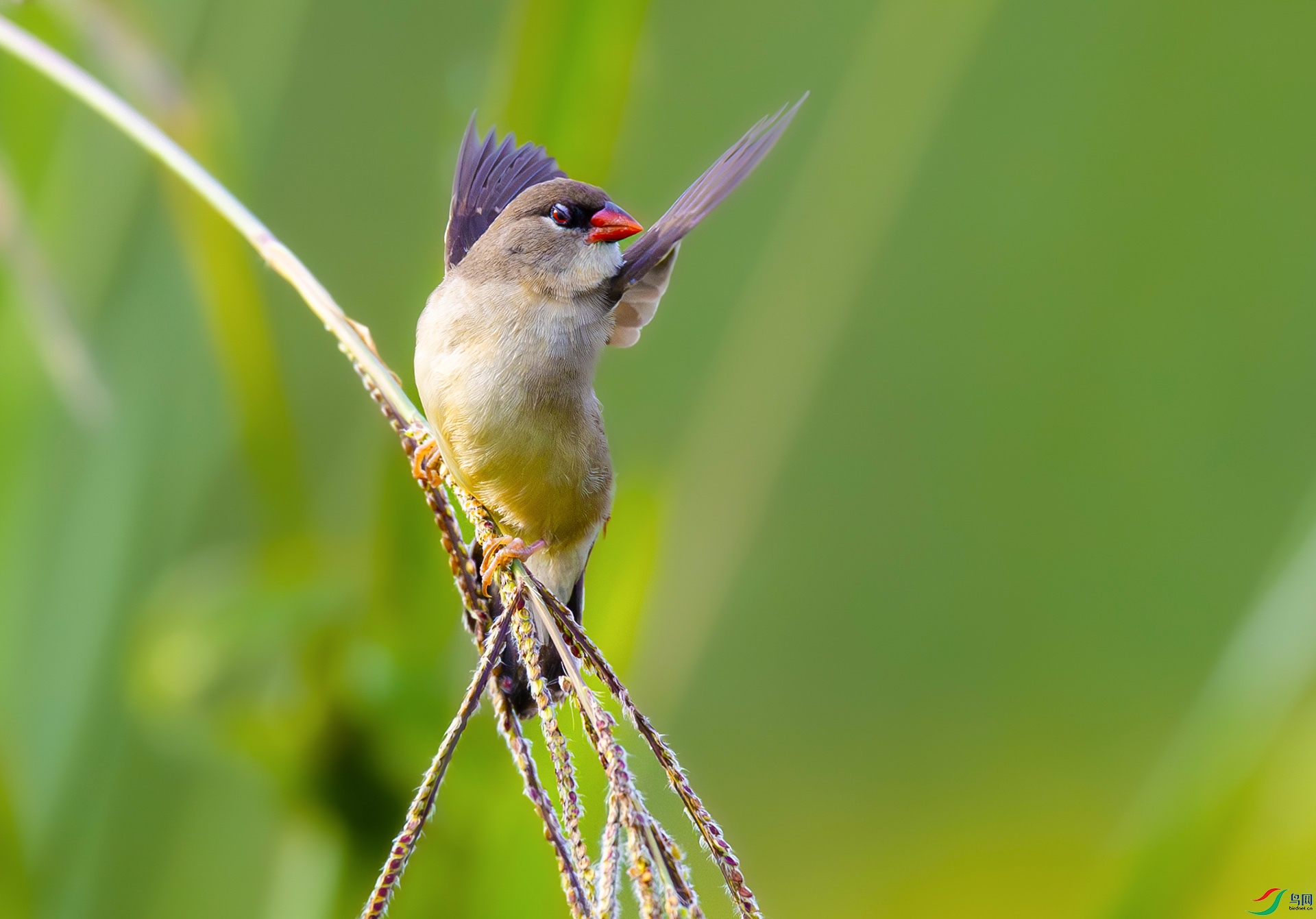 ��÷��ȸ���ƣ�