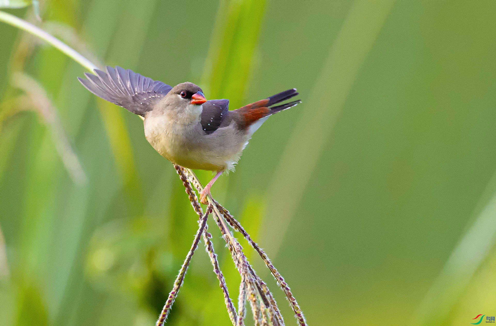 ��÷��ȸ���ƣ�