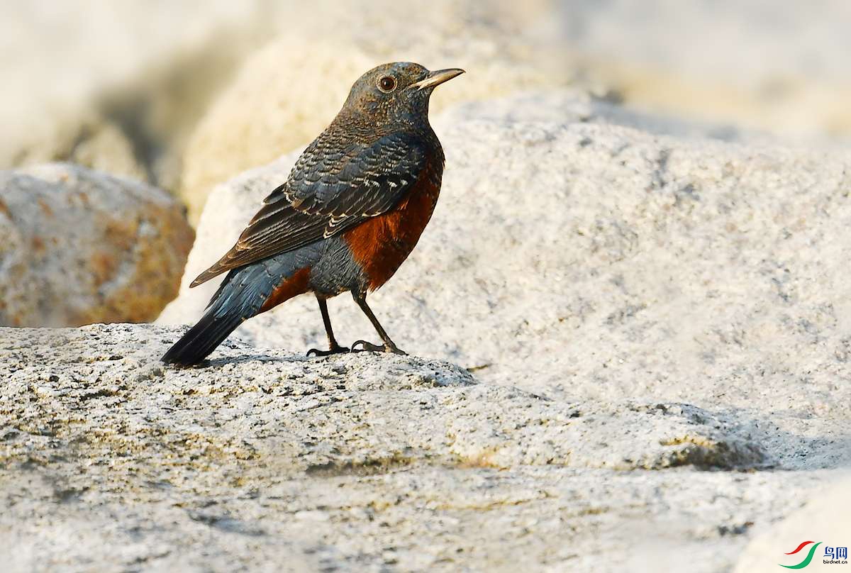 DSC_1011_.jpg