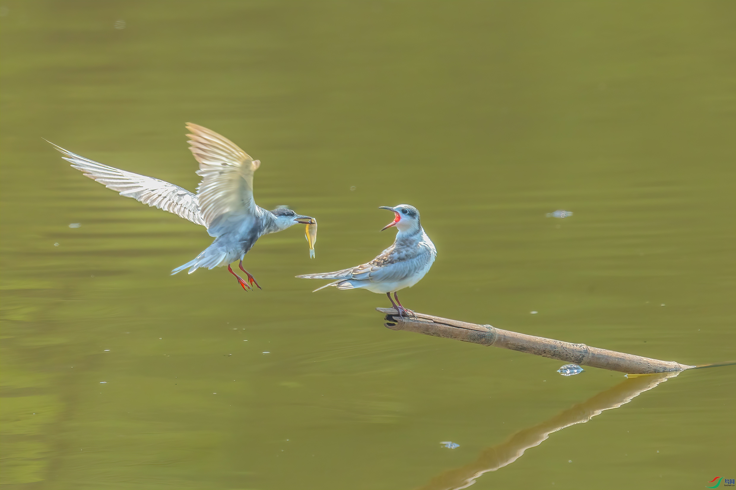 _09R2868 ����.jpg