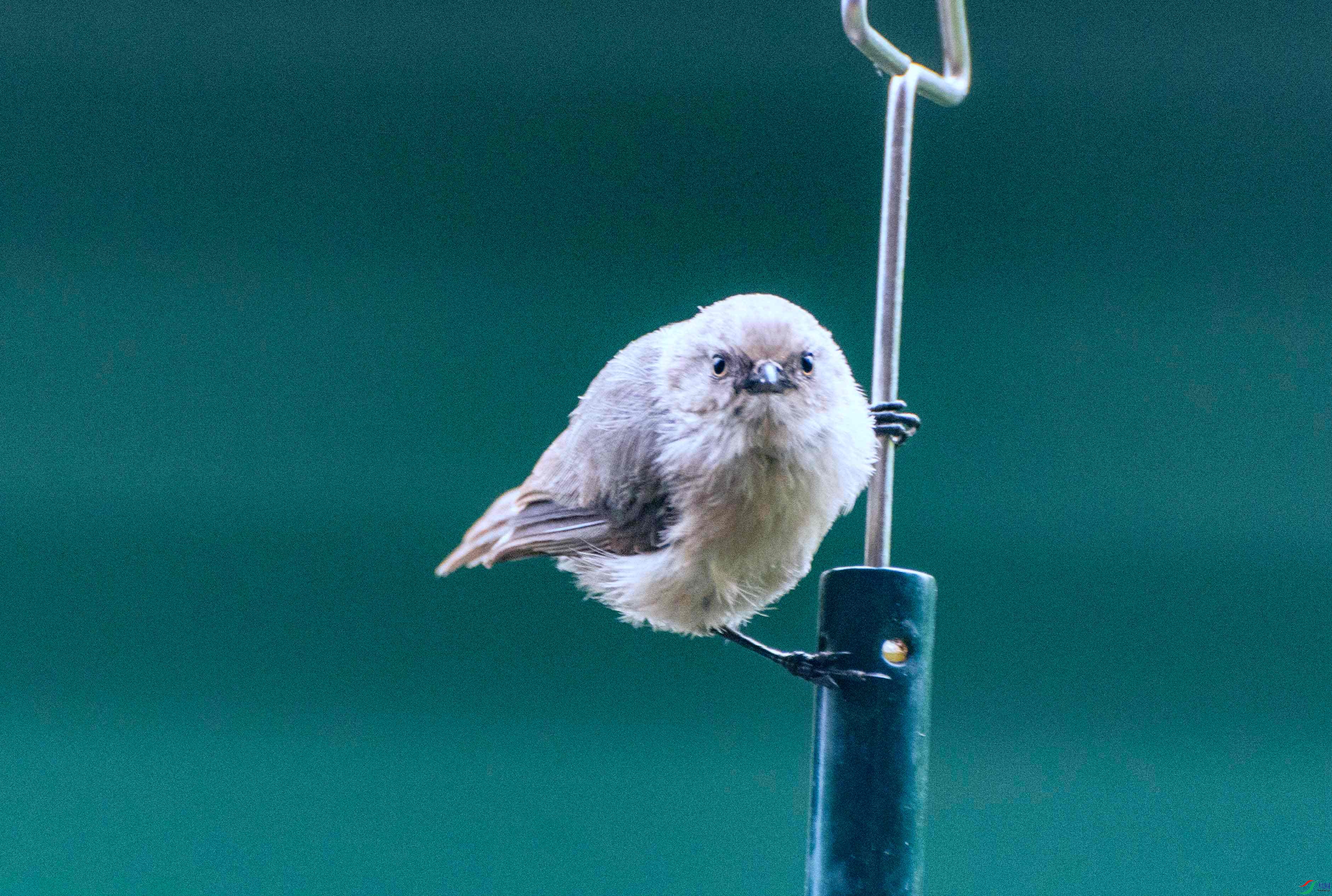 DSC_0136 ����.jpg