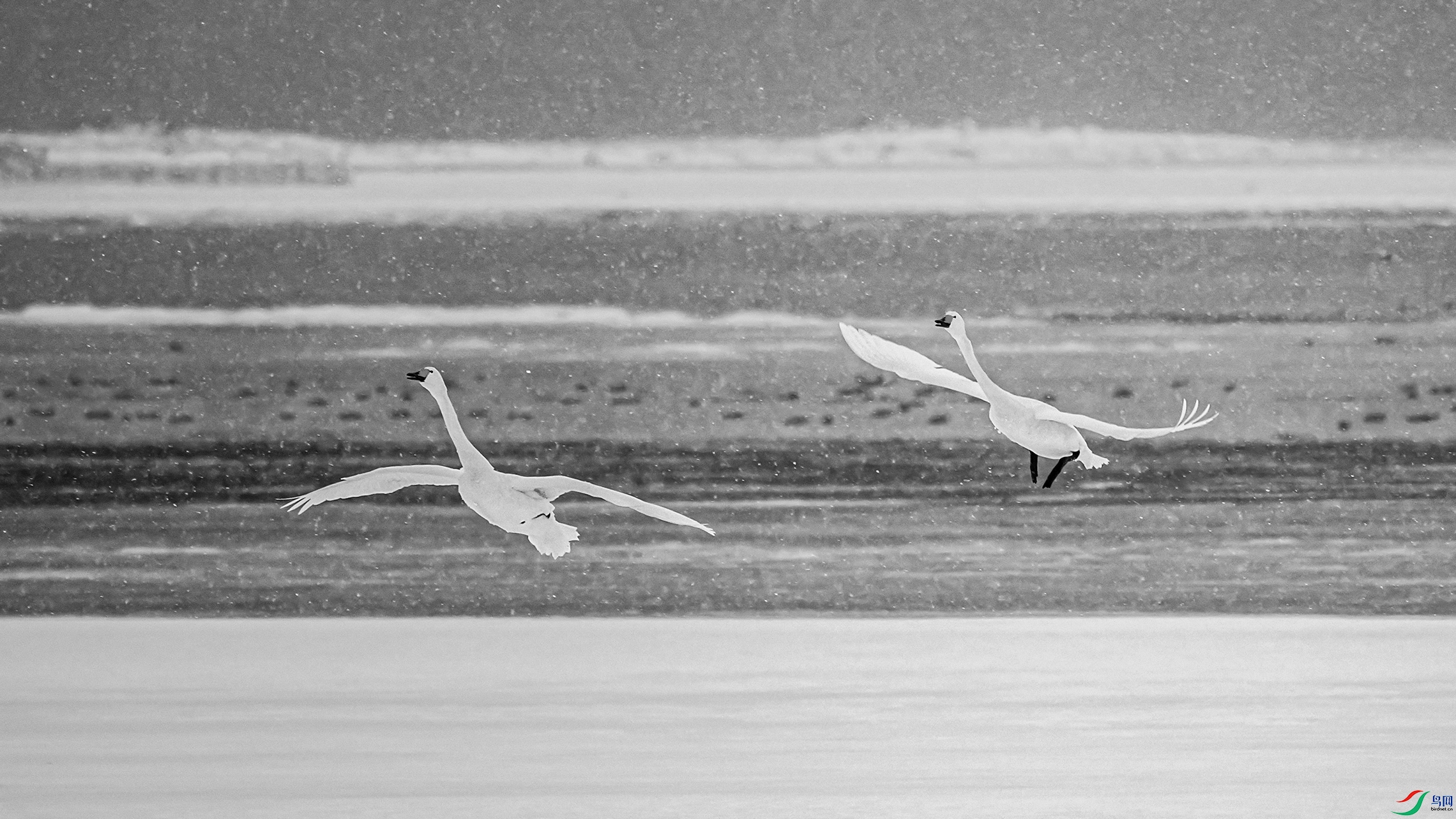 ͯ������