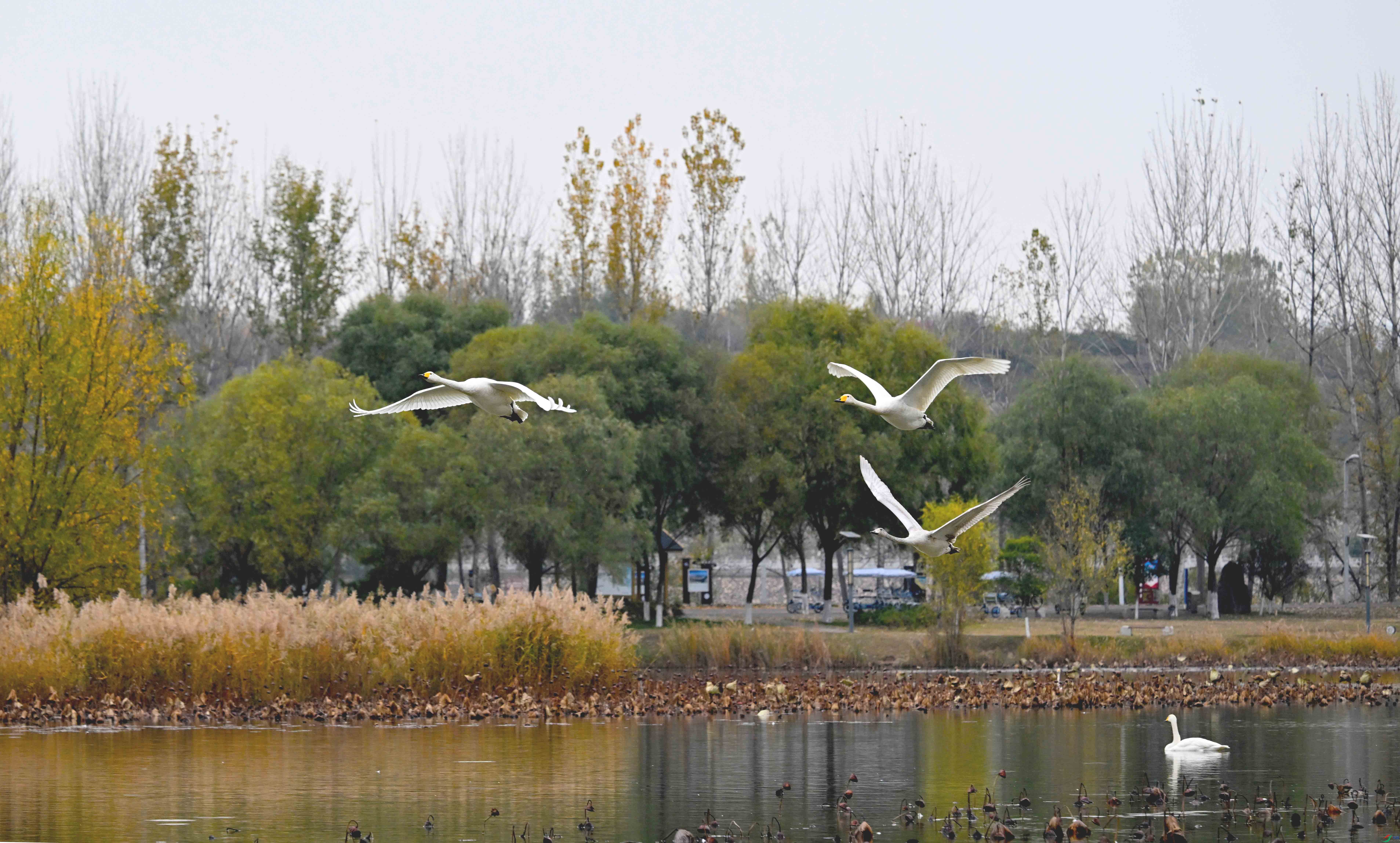 DSC_4777 ����.jpg