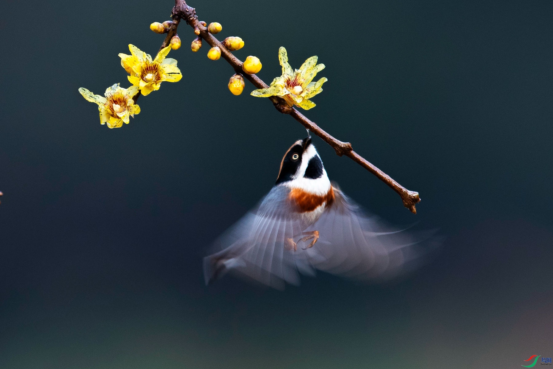 ��ͷ��βɽȸ