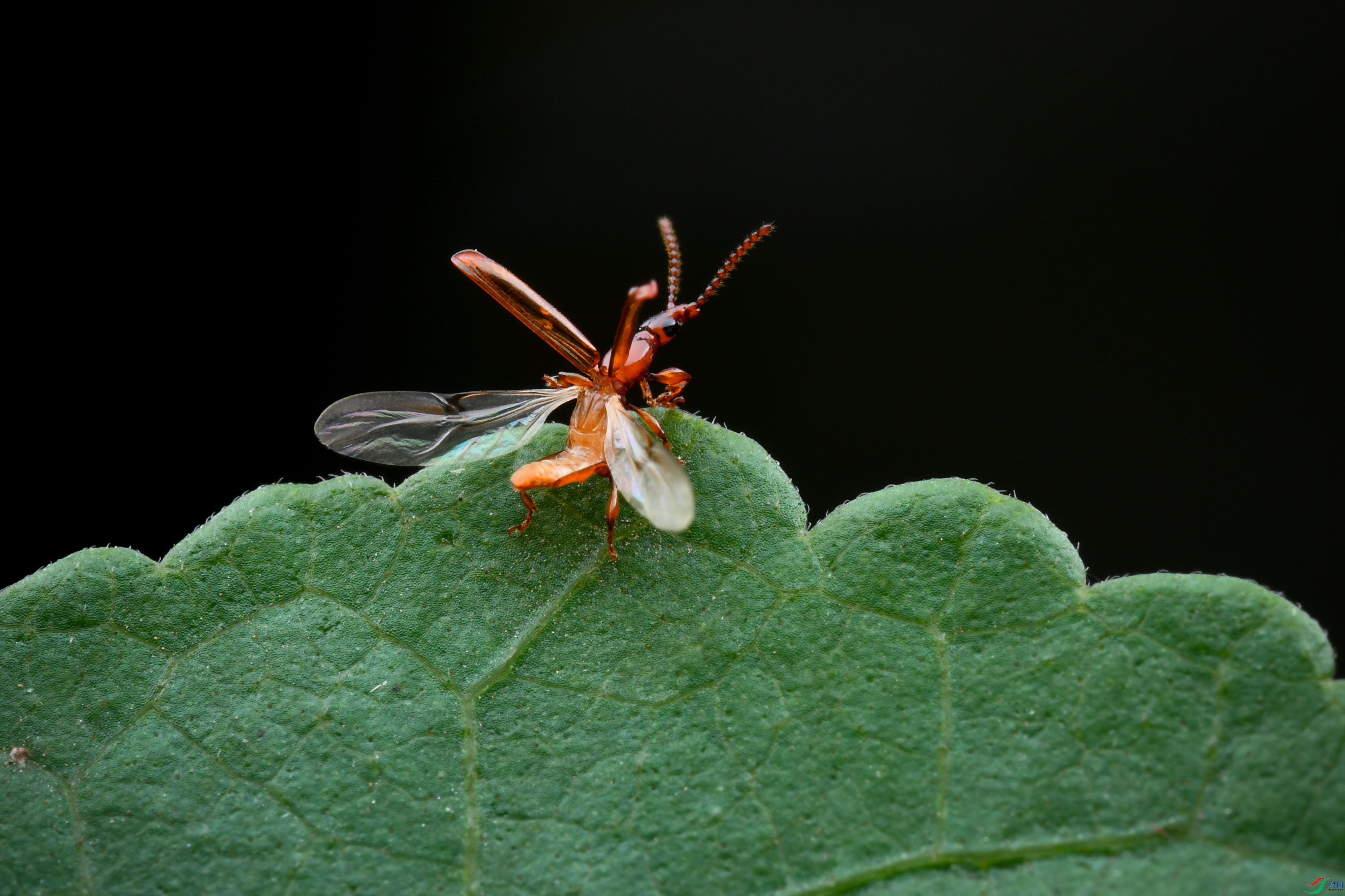 DSC_3772-0.jpg