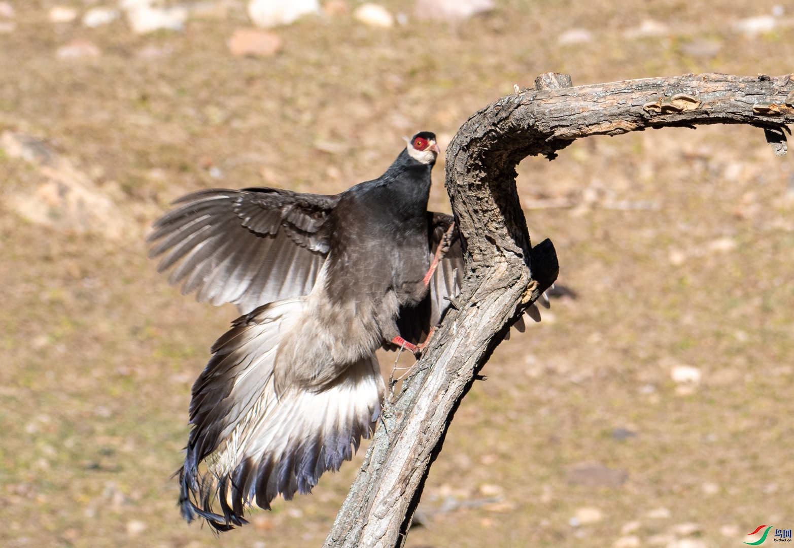 DSC_6280.jpg