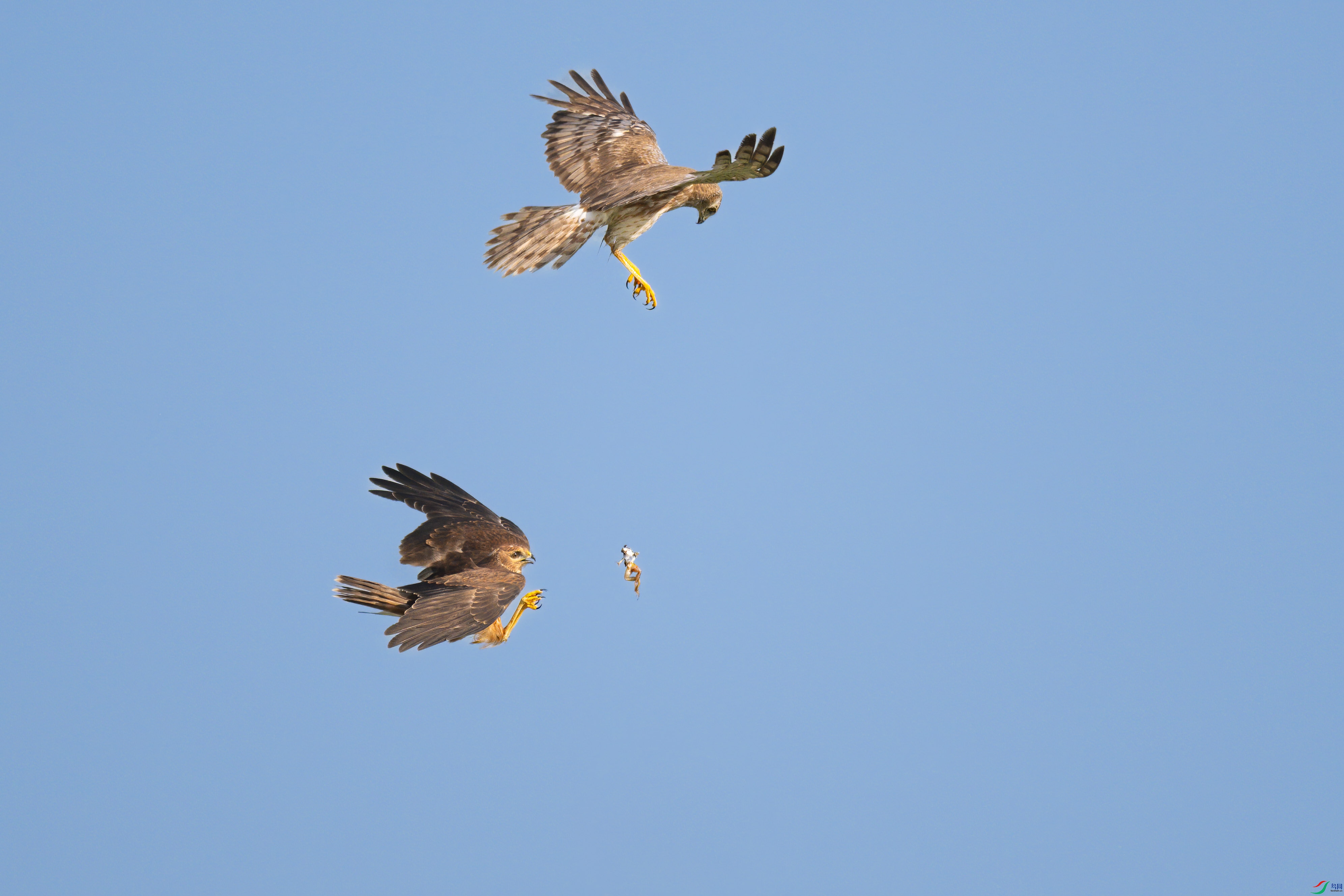 DSC_9250sen2024-7-26-8-�༭-3.jpg
