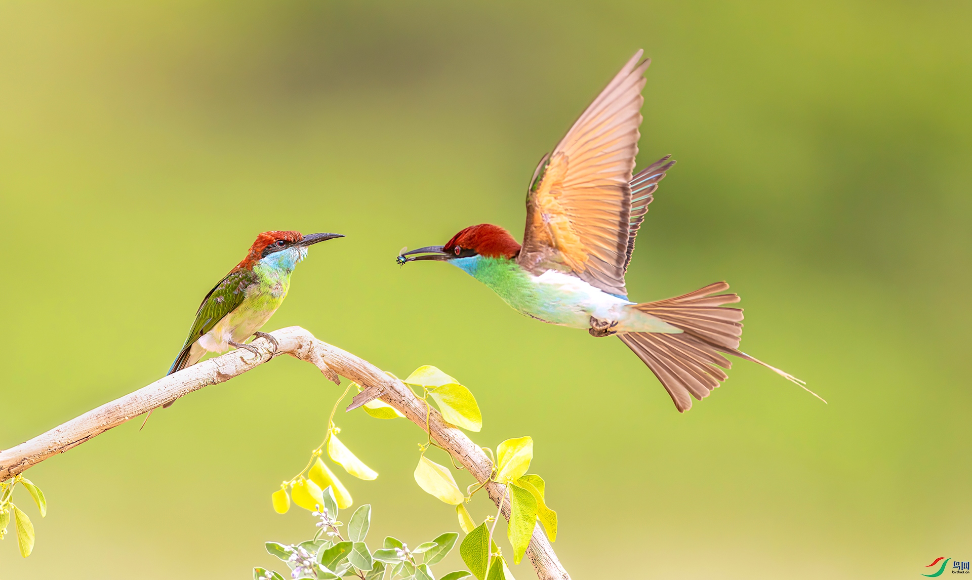 407A9242 ����-Sh---1 .jpg