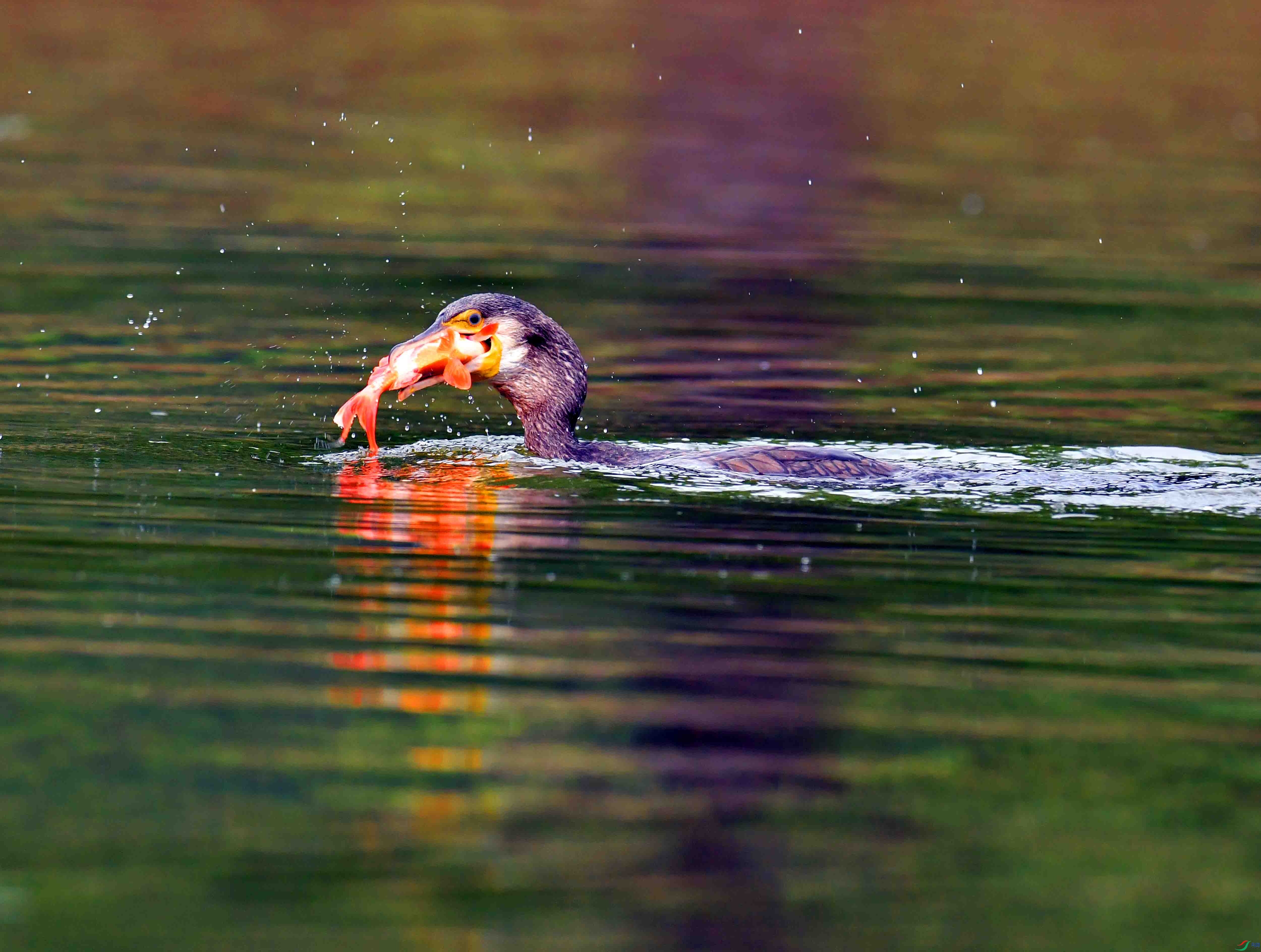 DSC_3930.JPG