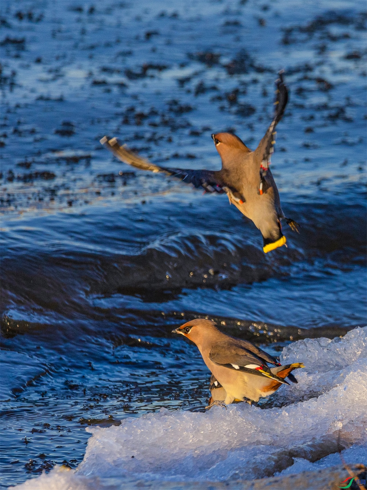 1K3A0203 ����1.jpg