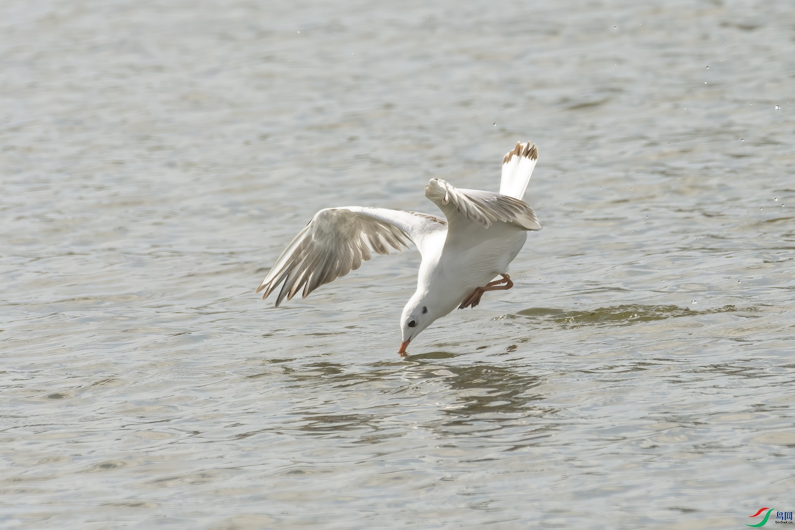 DSC_4975-��ˮ.jpg