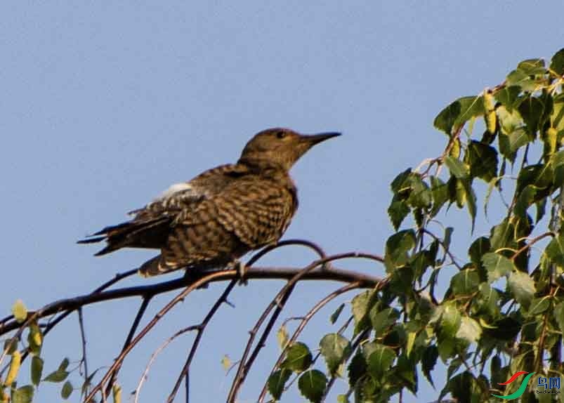 DSC_9385 ����.jpg