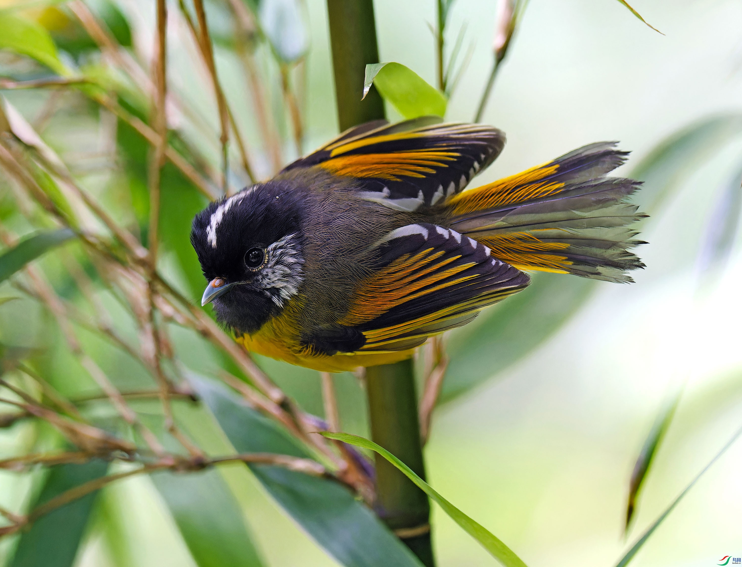 DSC_8611-NEF_DxO_DeepPRIMEXD - ����.jpg