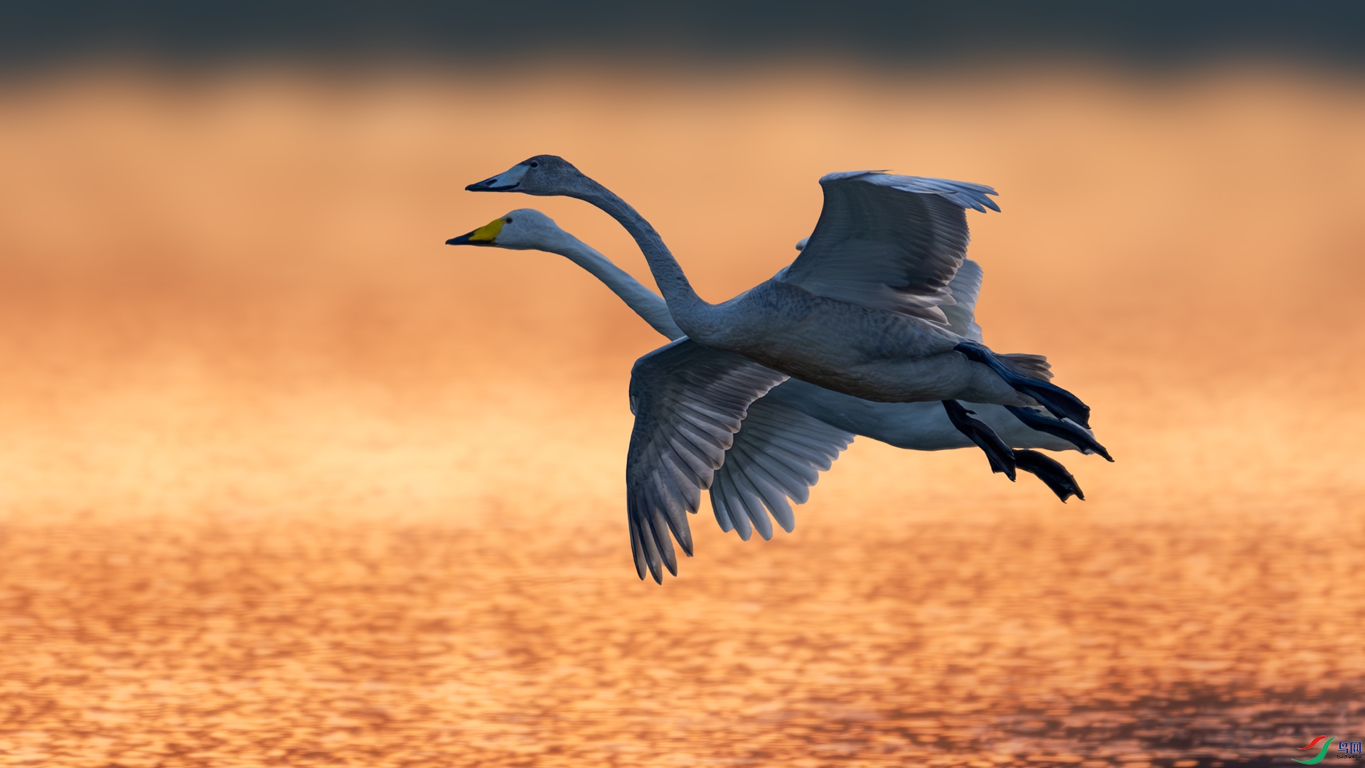 ����˫��