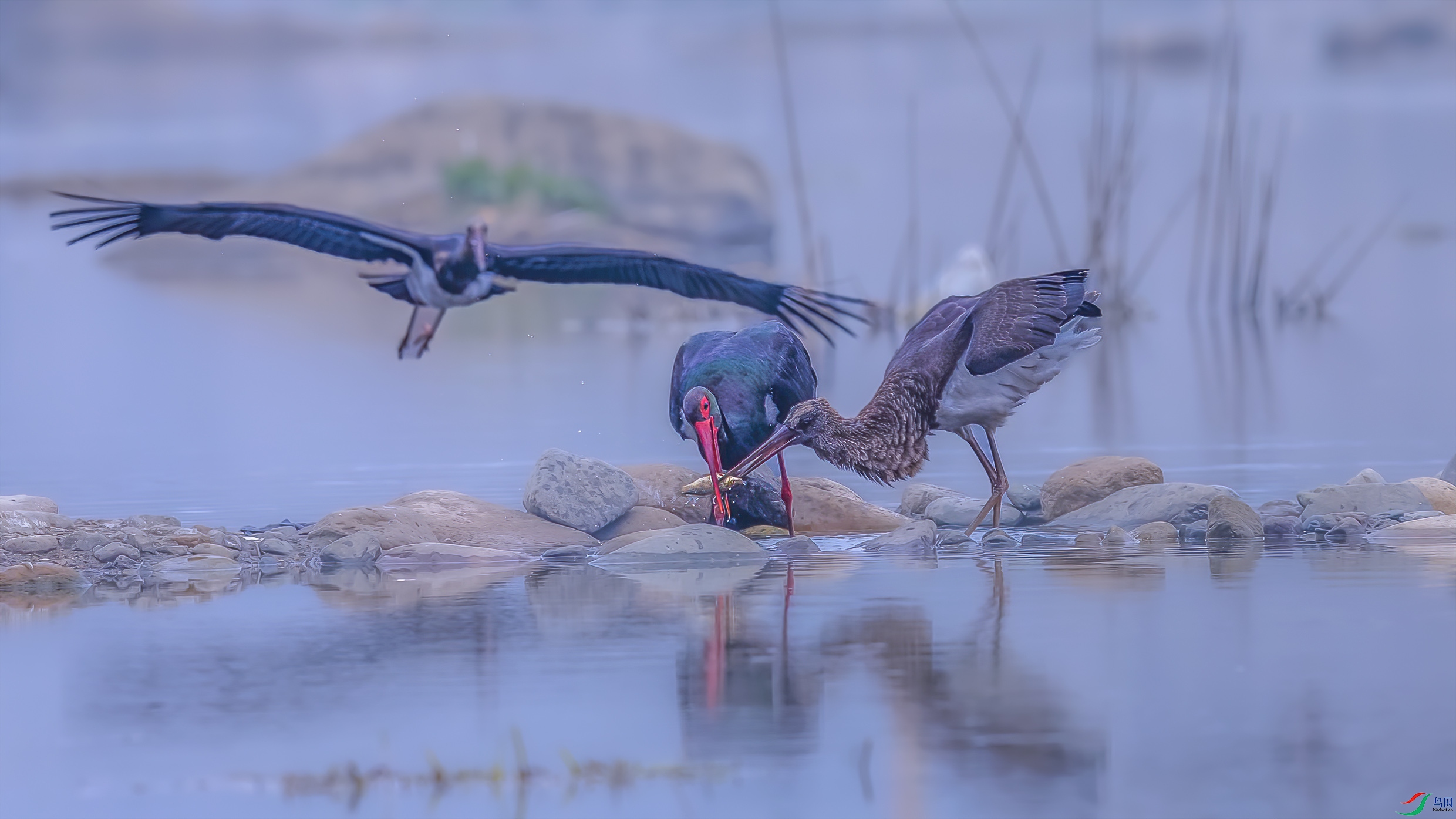 C09R6425 ����.jpg