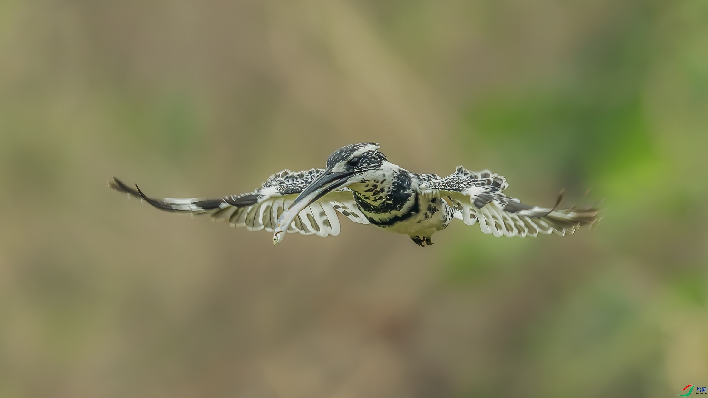 C09R1385 ����.jpg