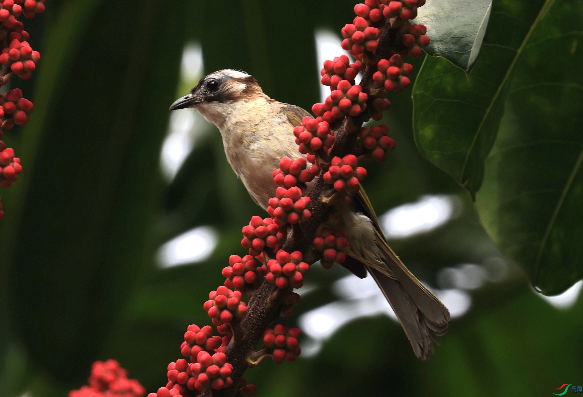 ������֦