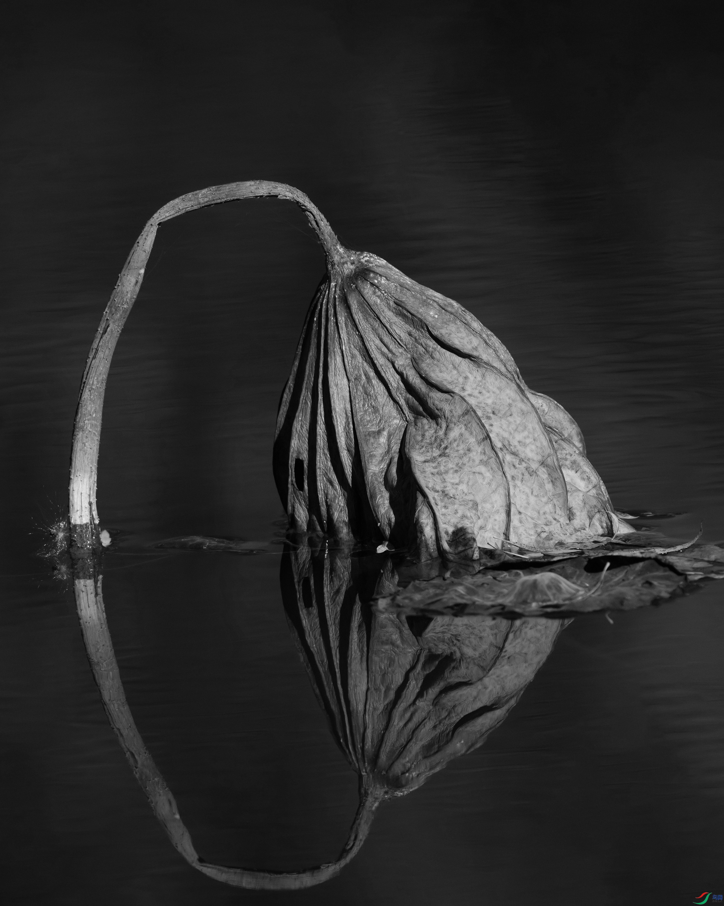 DSC_1386- ����.jpg