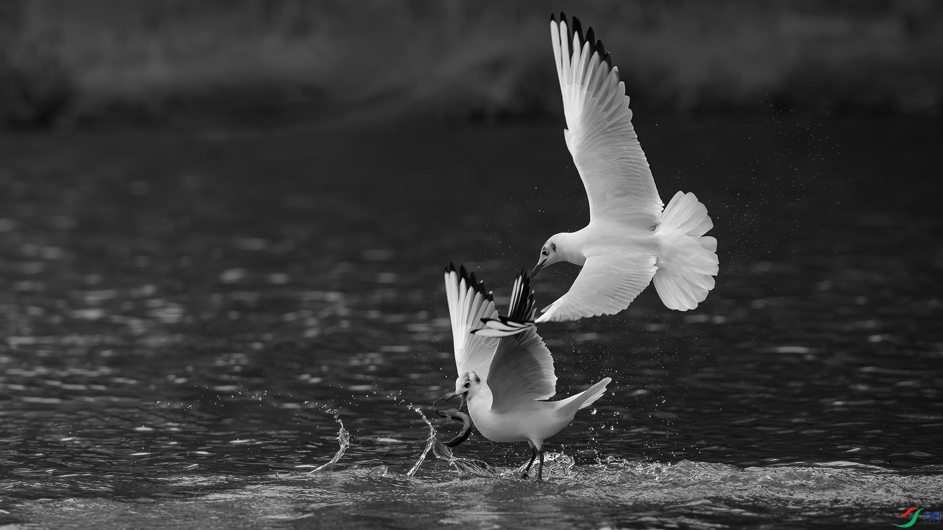 1920 ����.jpg