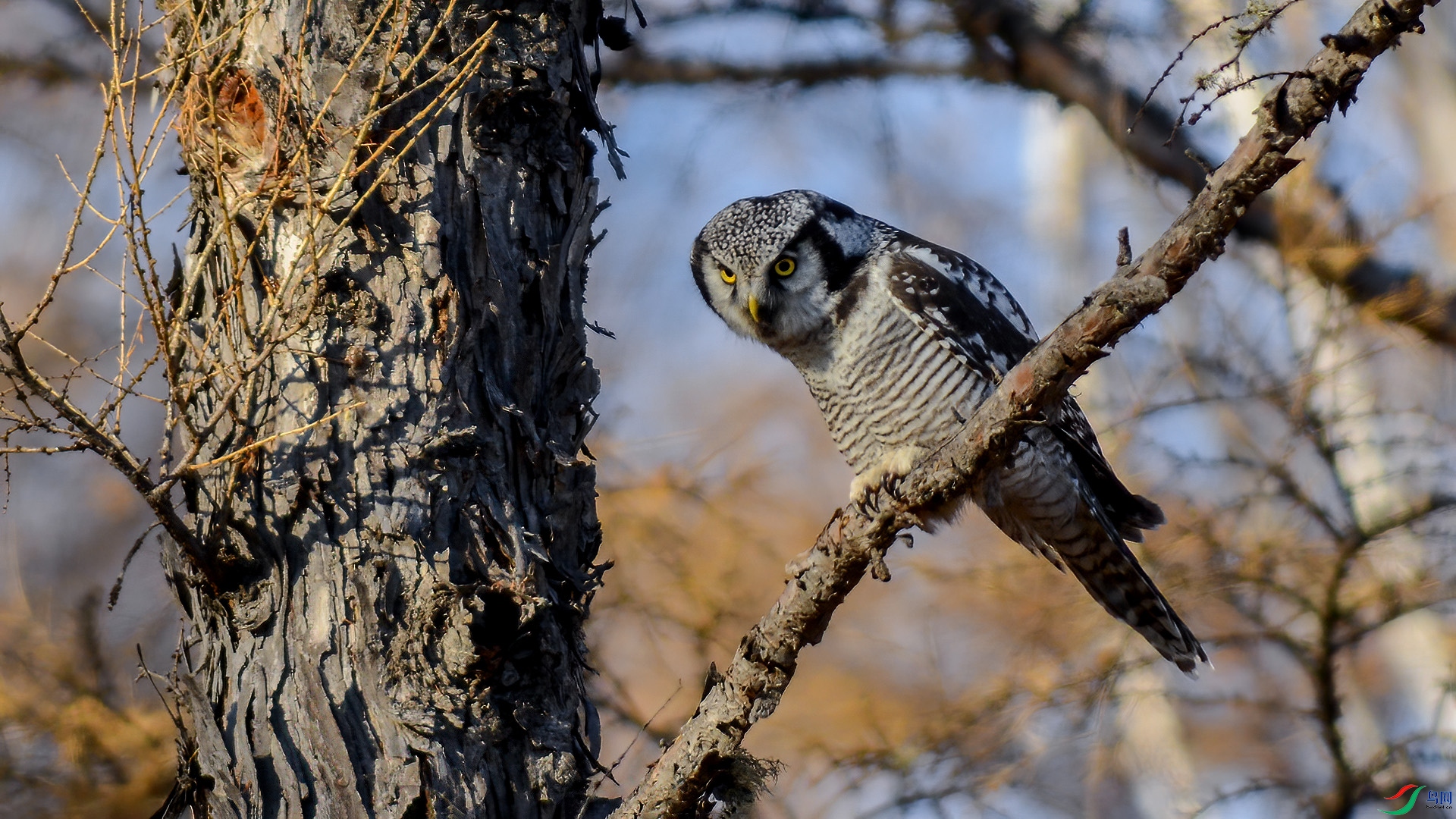 DSC_142m5.jpg