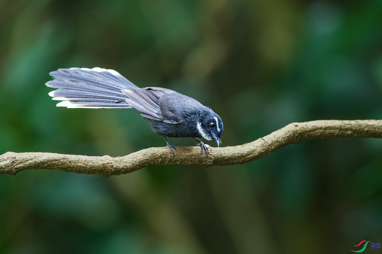 1_XXL7810-����ǿ-NR ����.jpg