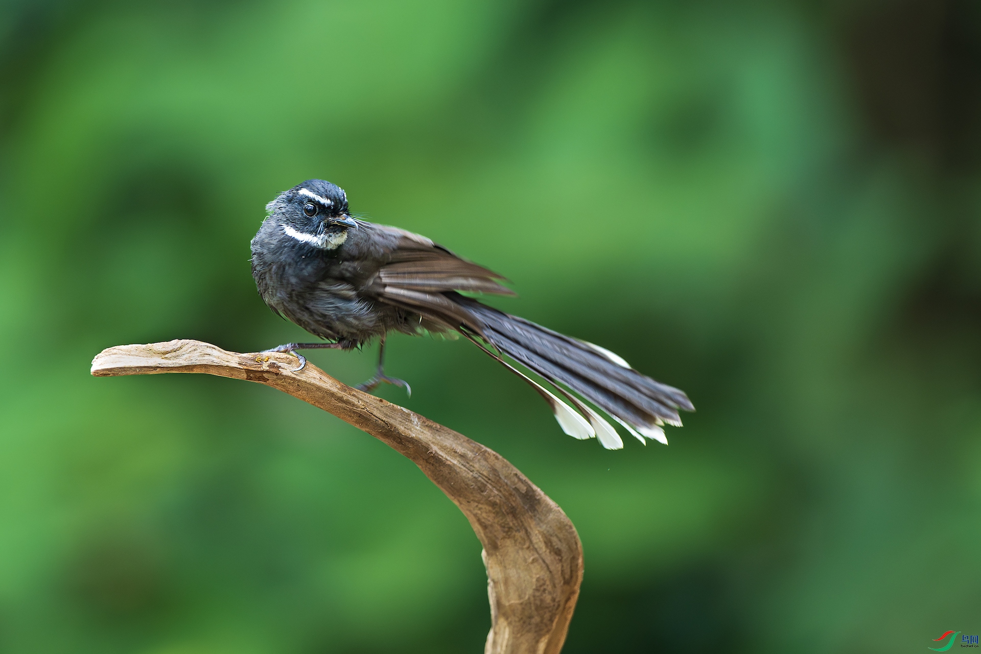 1_XXL7853-����ǿ-NR ����.jpg