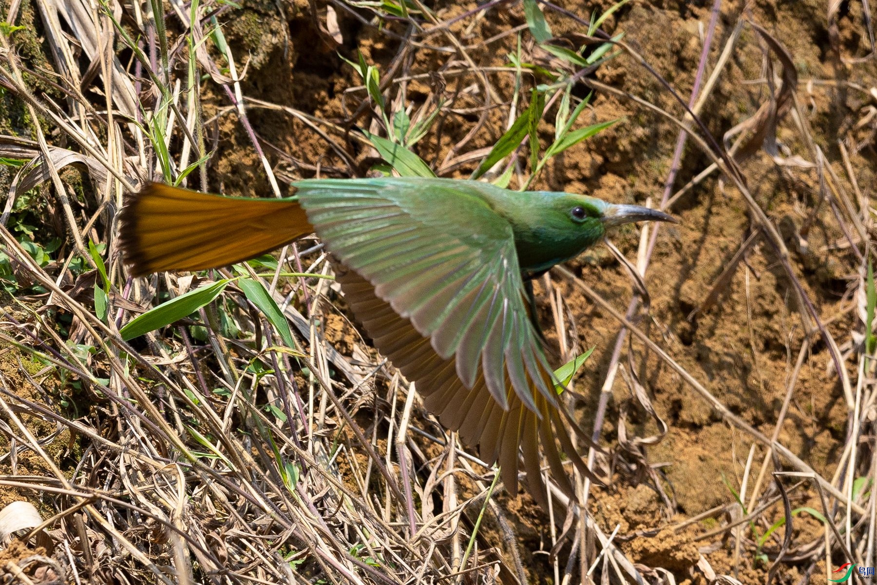 ����ҹ�仢