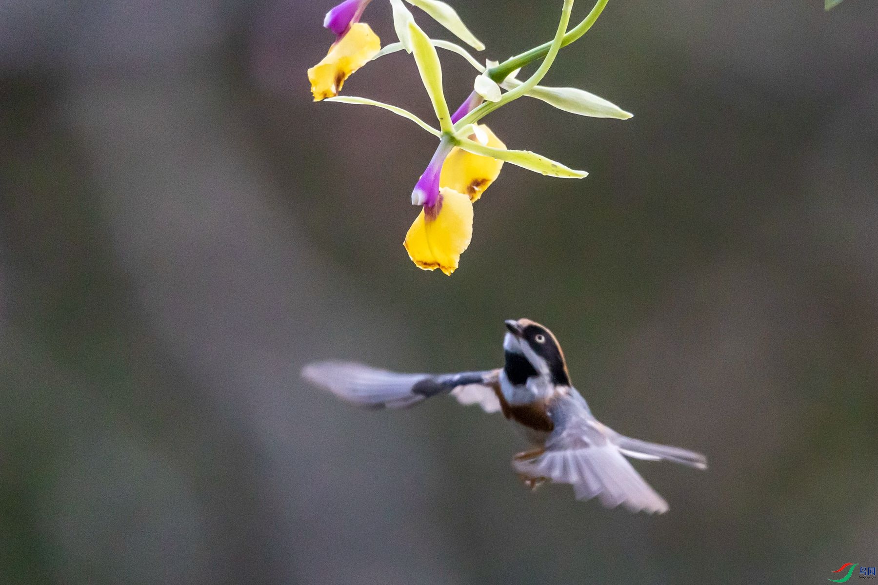 ��ͷ��βɽȸ