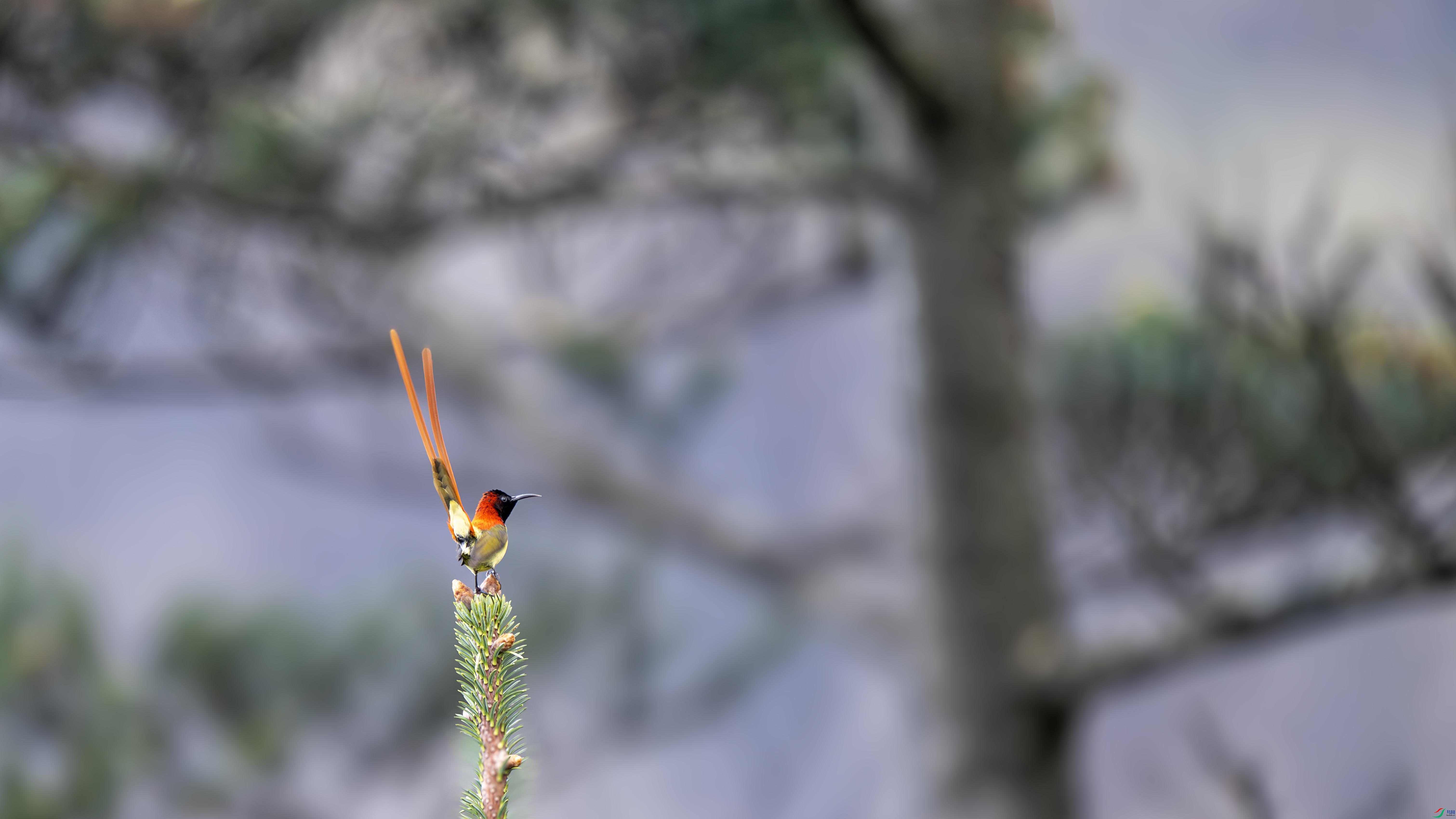 DSC_8263-����ǿ-NR ���� 2.jpg