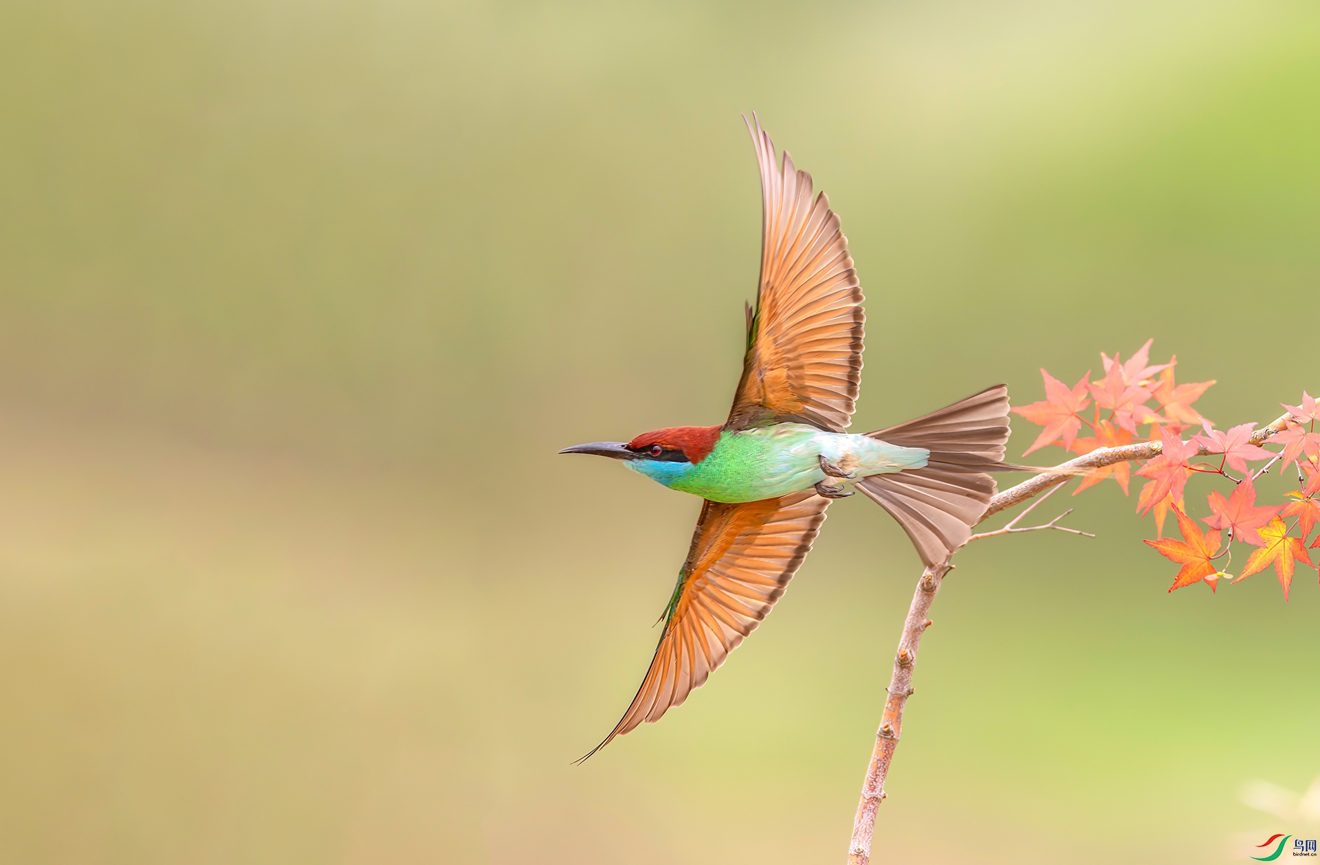 407A0685 ����-Sha----1 .jpg