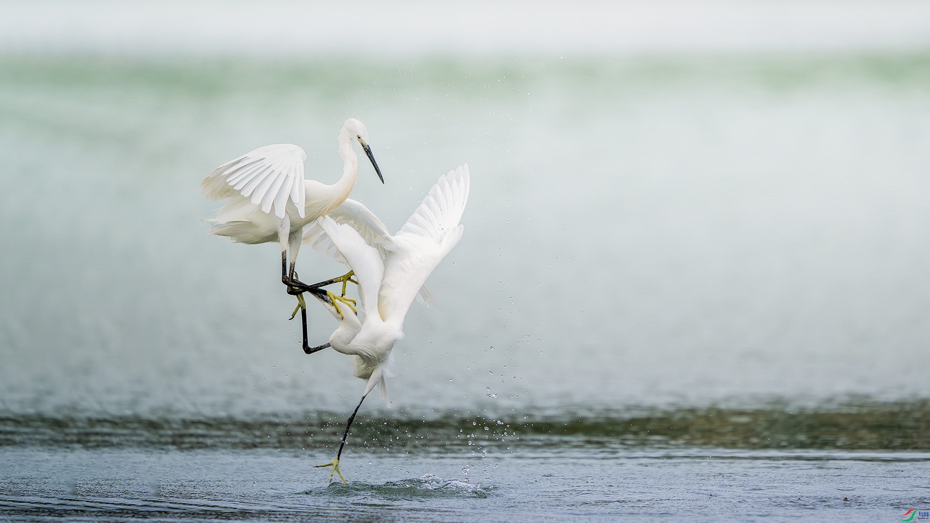 _DSC1828-����ǿ-NR ����2.jpg