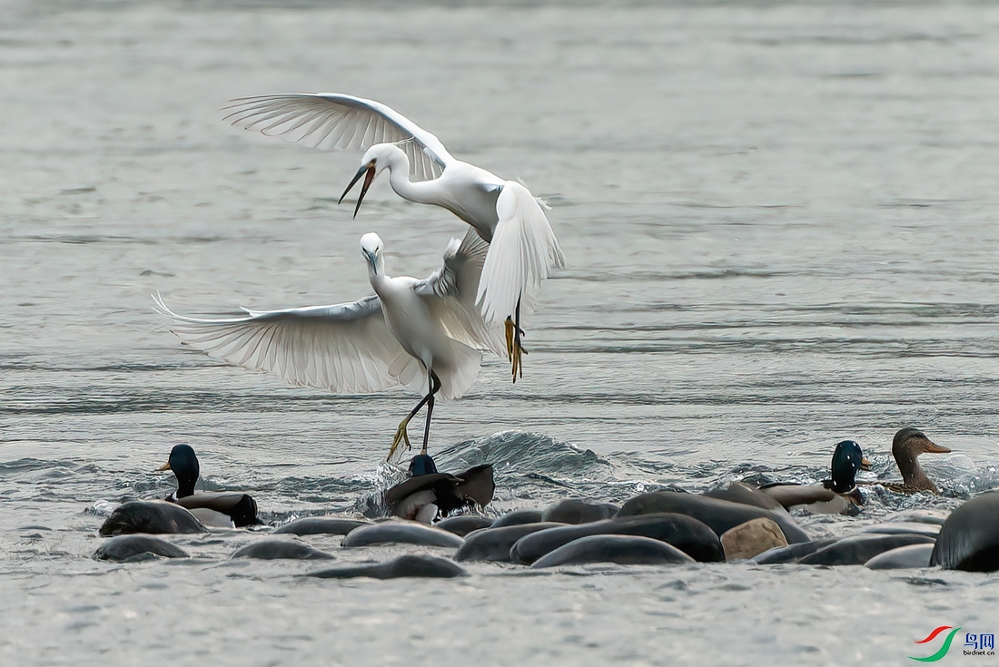 DSC07562-ARW_DxO_DeepPRIME ����.jpg