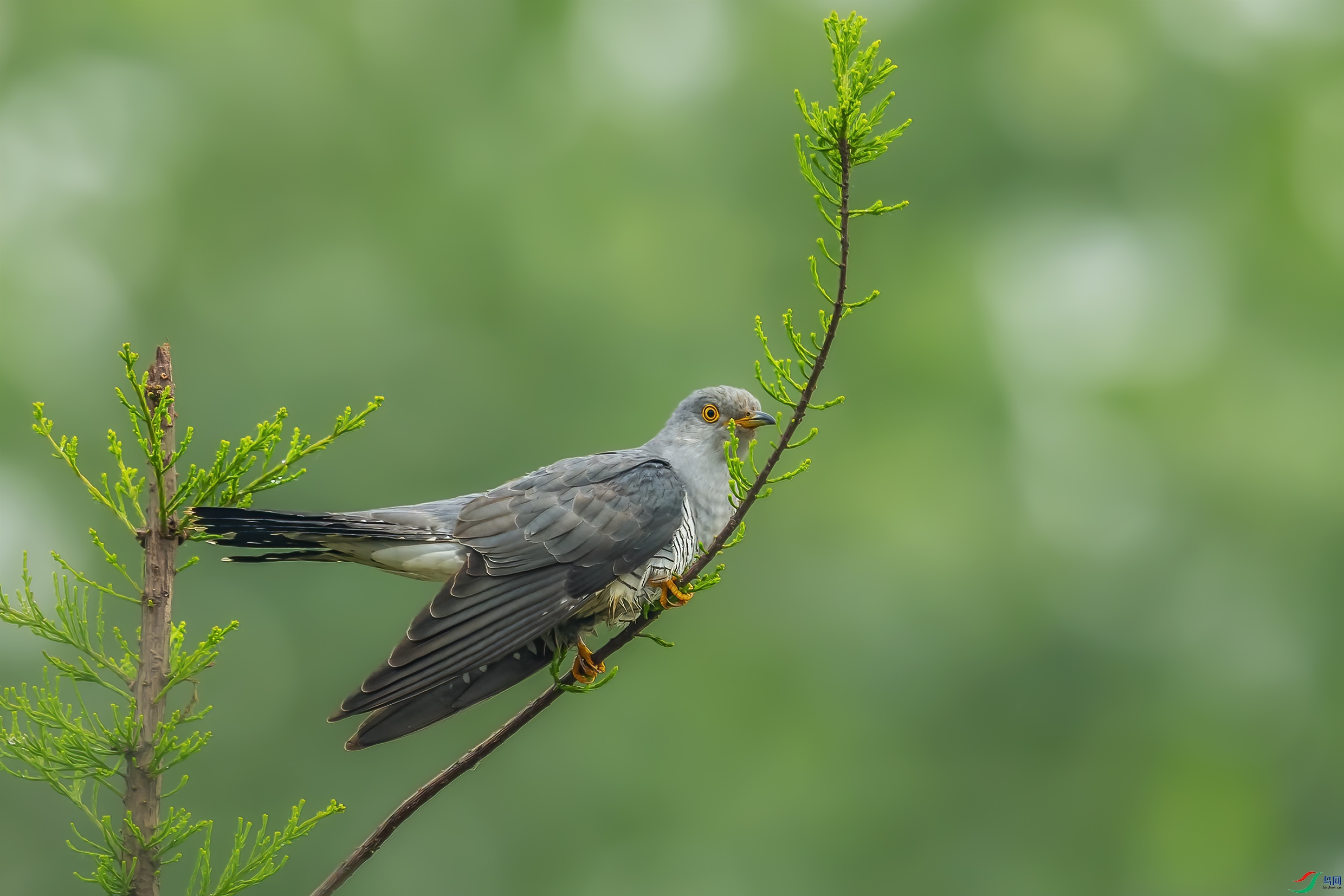 C09R9036 ����.jpg