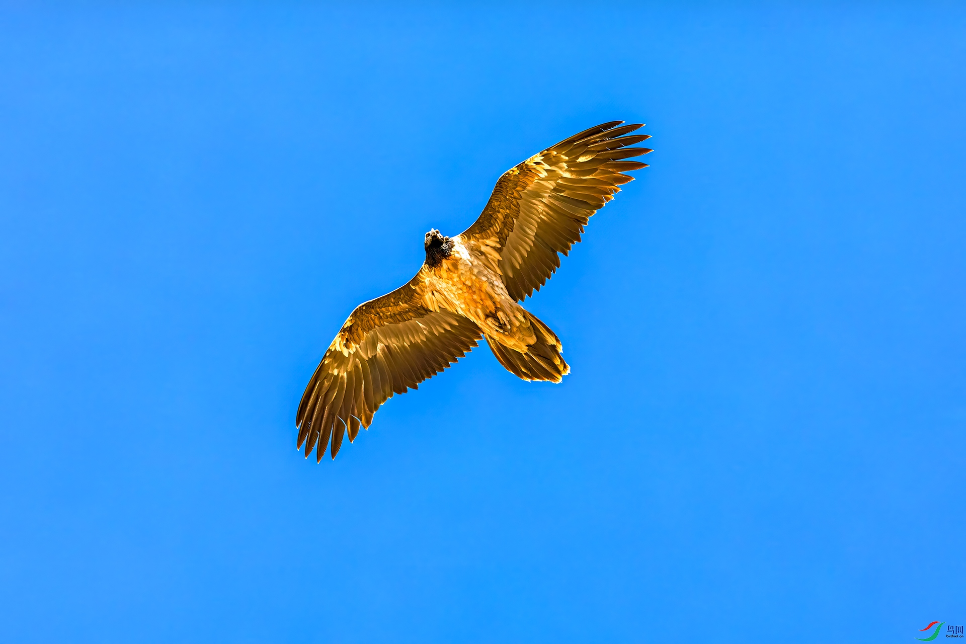063A8606 ����.jpg