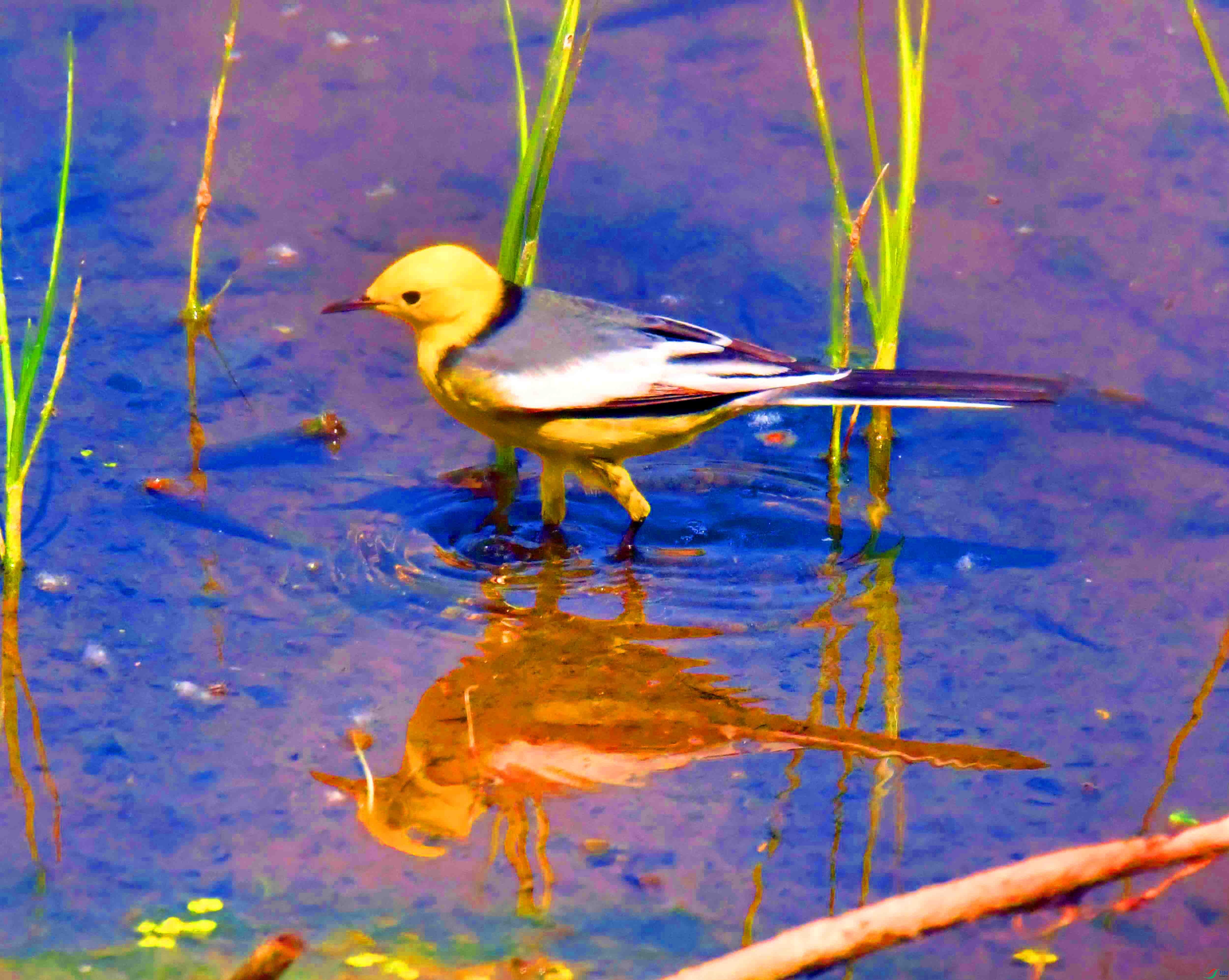 DSC_0322.JPG