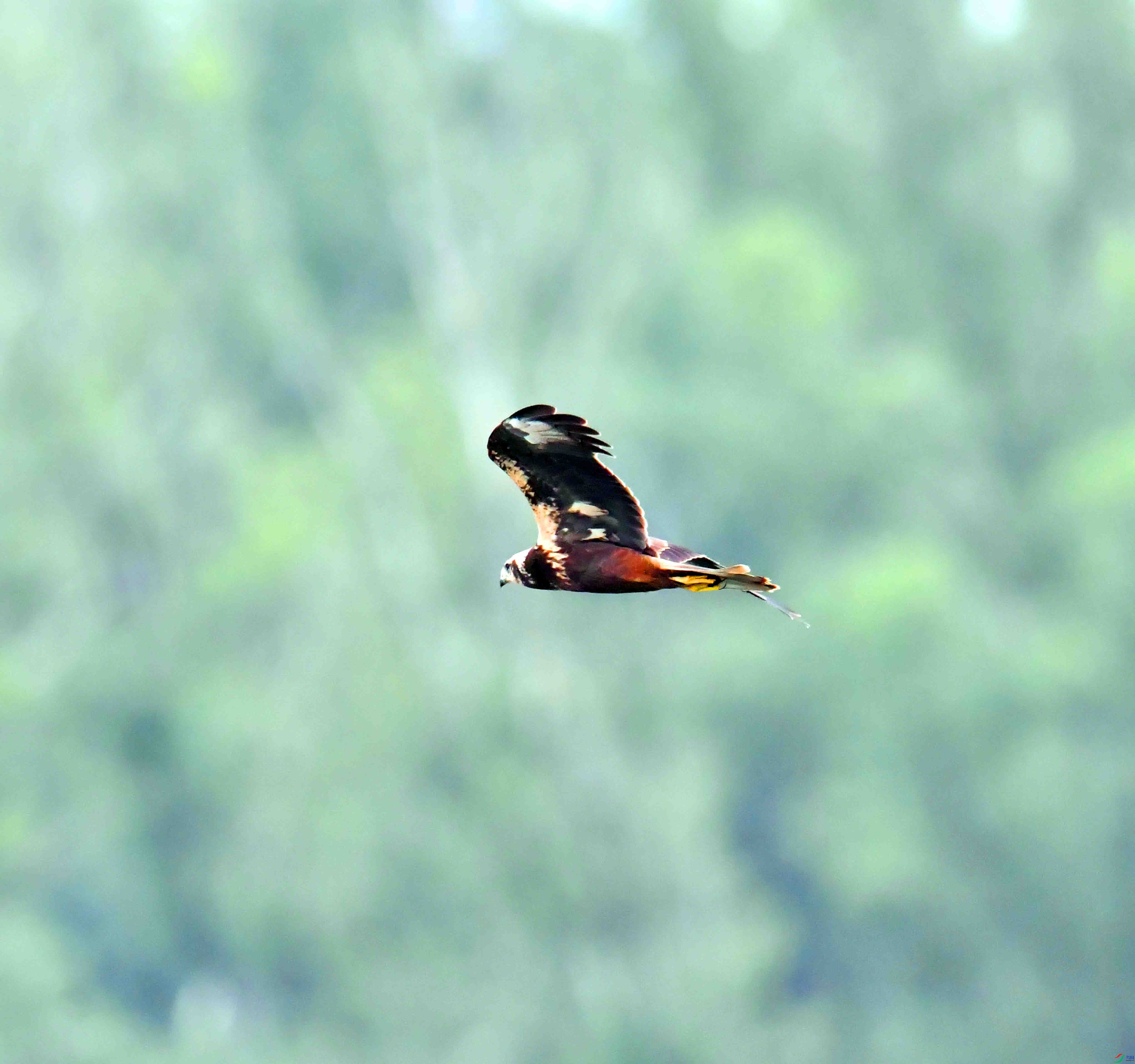 DSC_7593.JPG