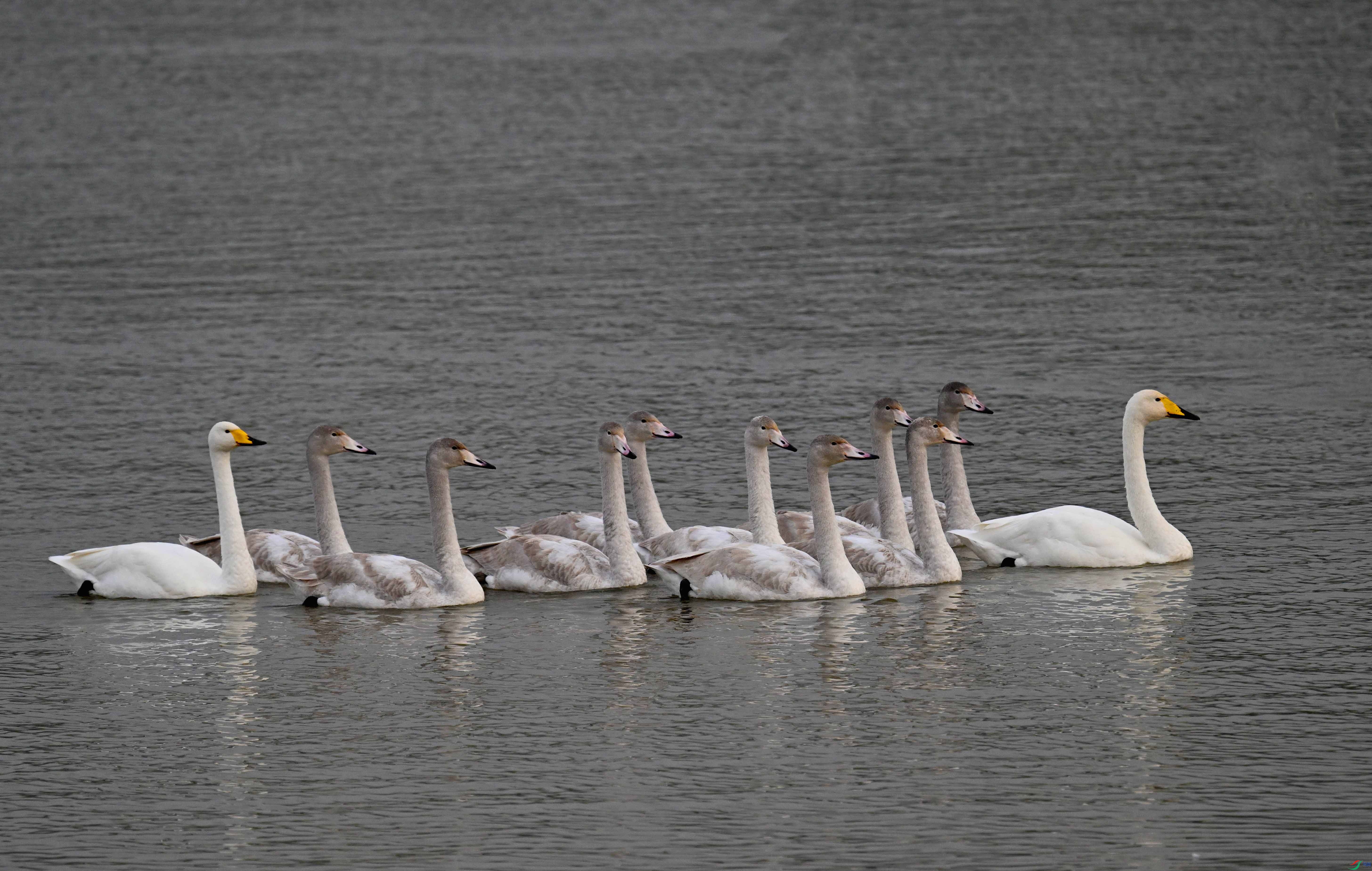 DSC_2610 ����.jpg