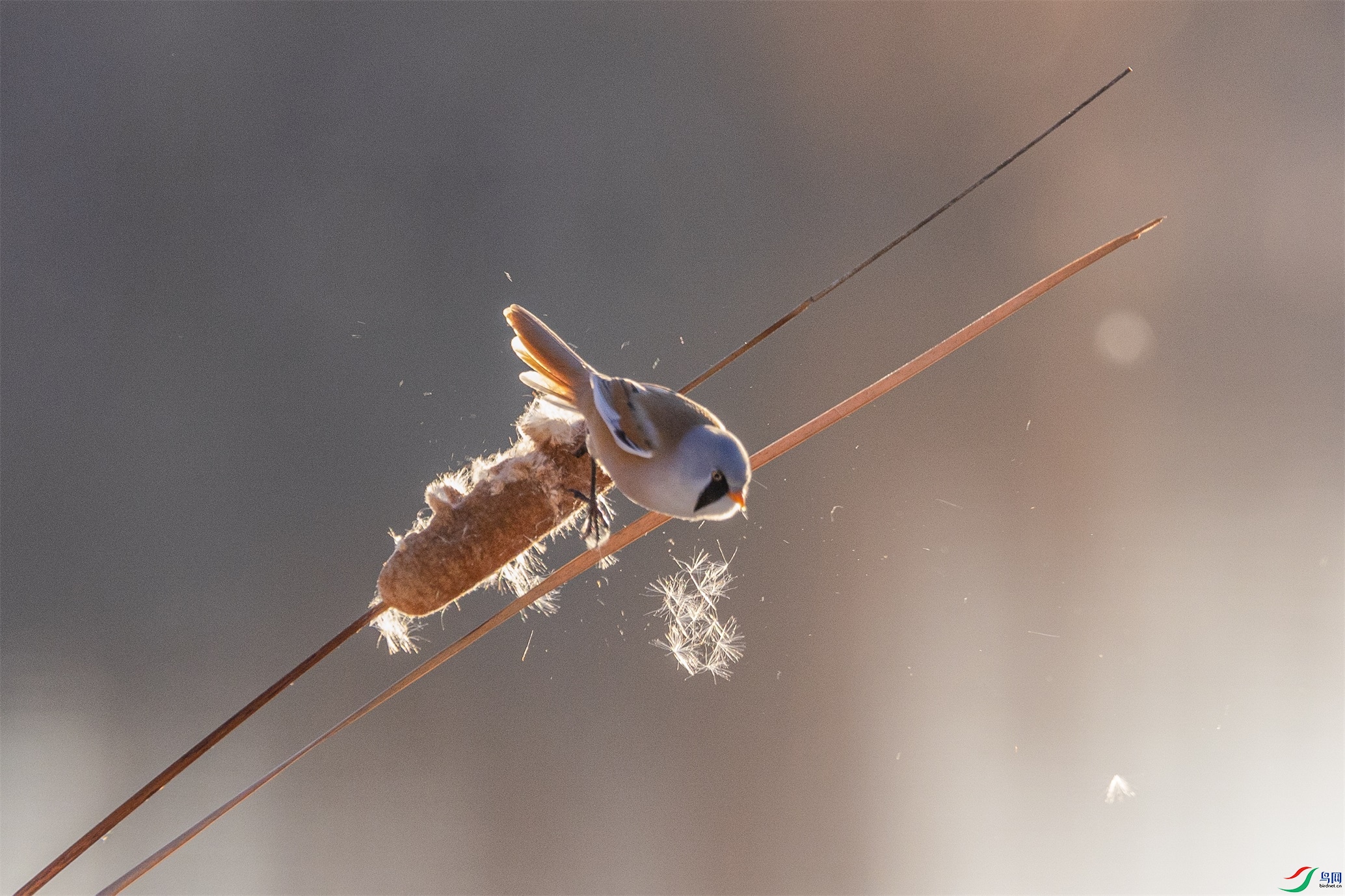 1K3A1301 ����1.jpg